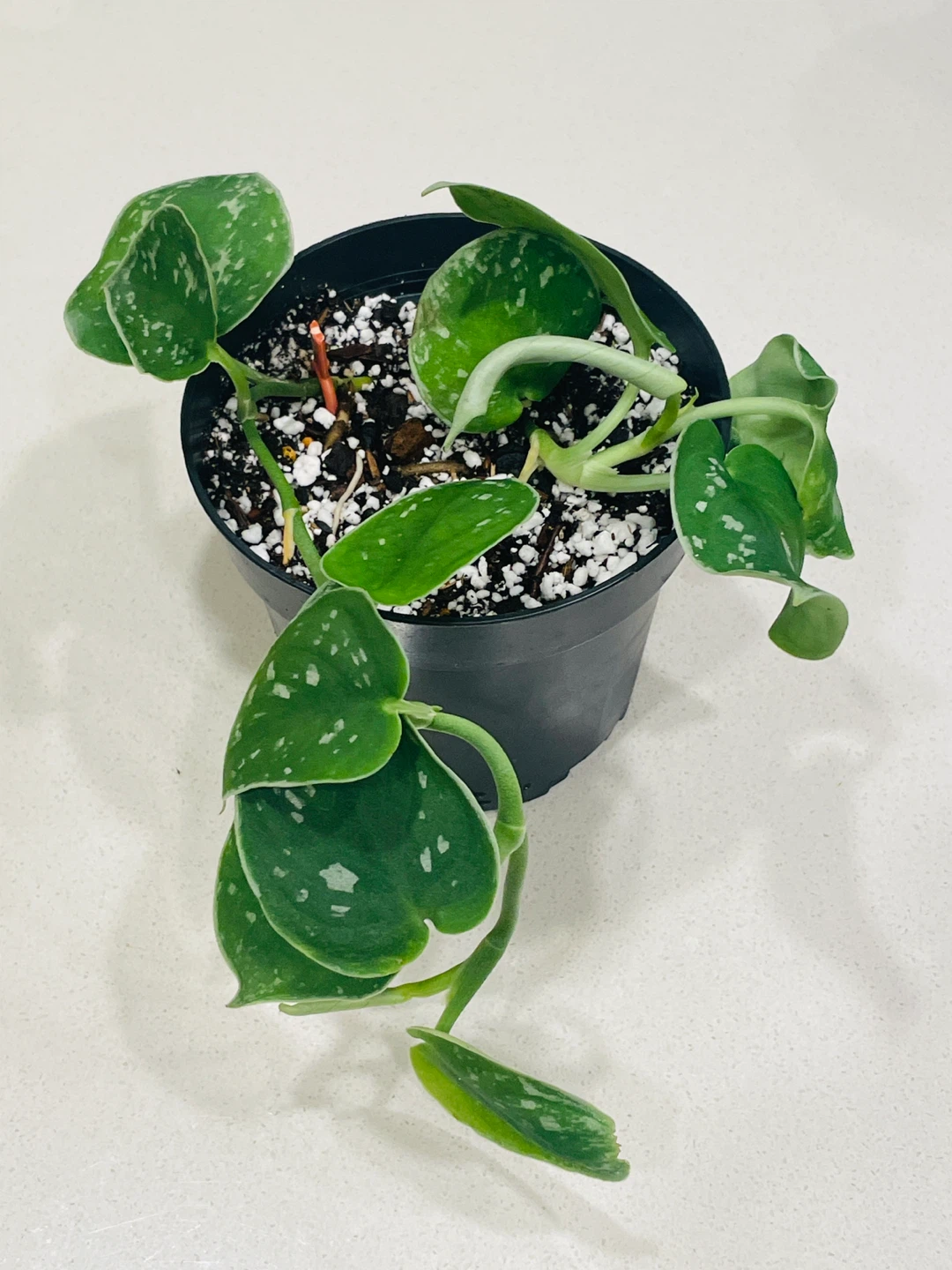 Scindapsus Pictus (Satin Pothos) 🌱 - photo 2