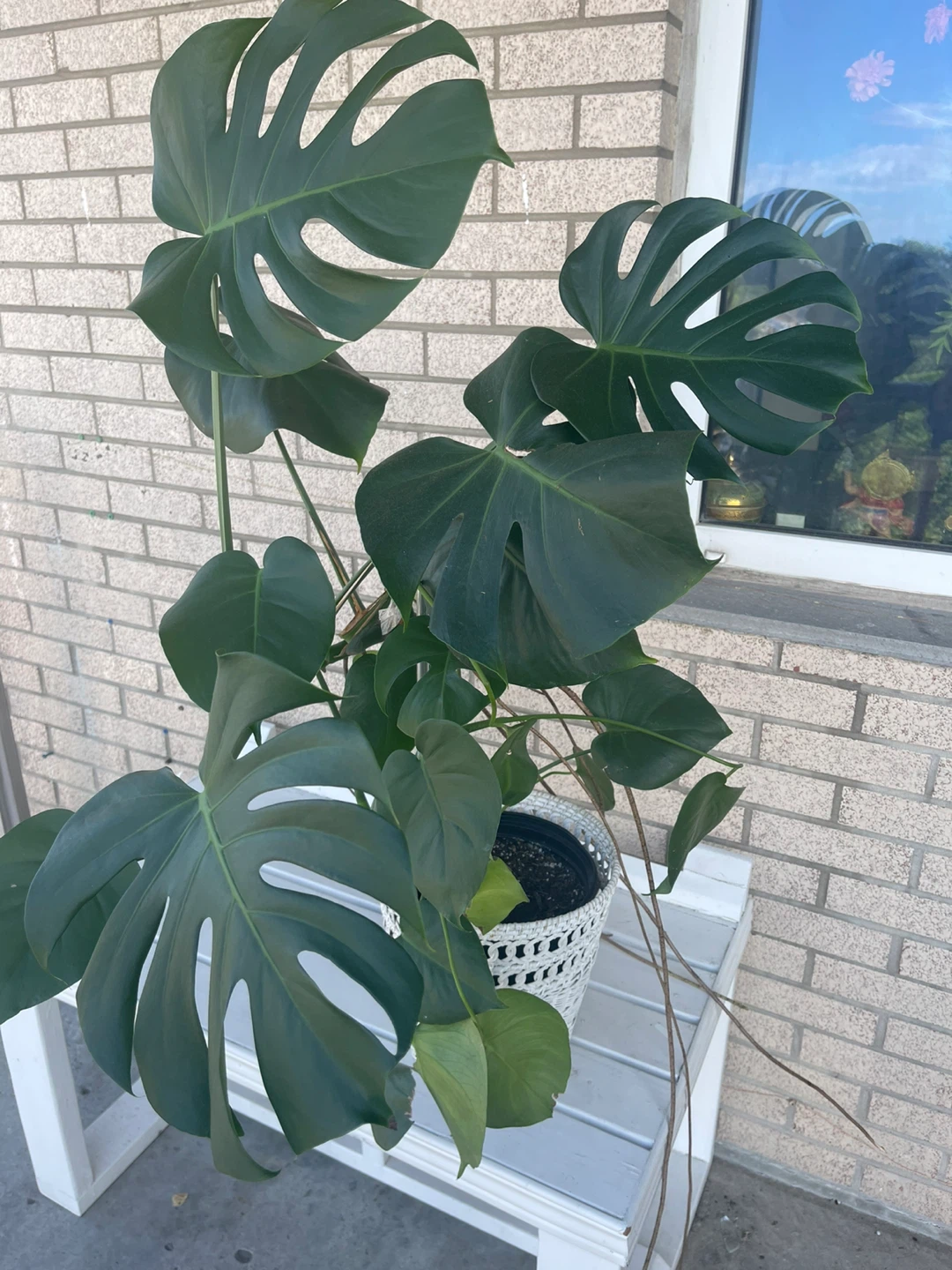 Monstera Deliciosa Plant