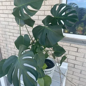 Monstera Deliciosa Plant