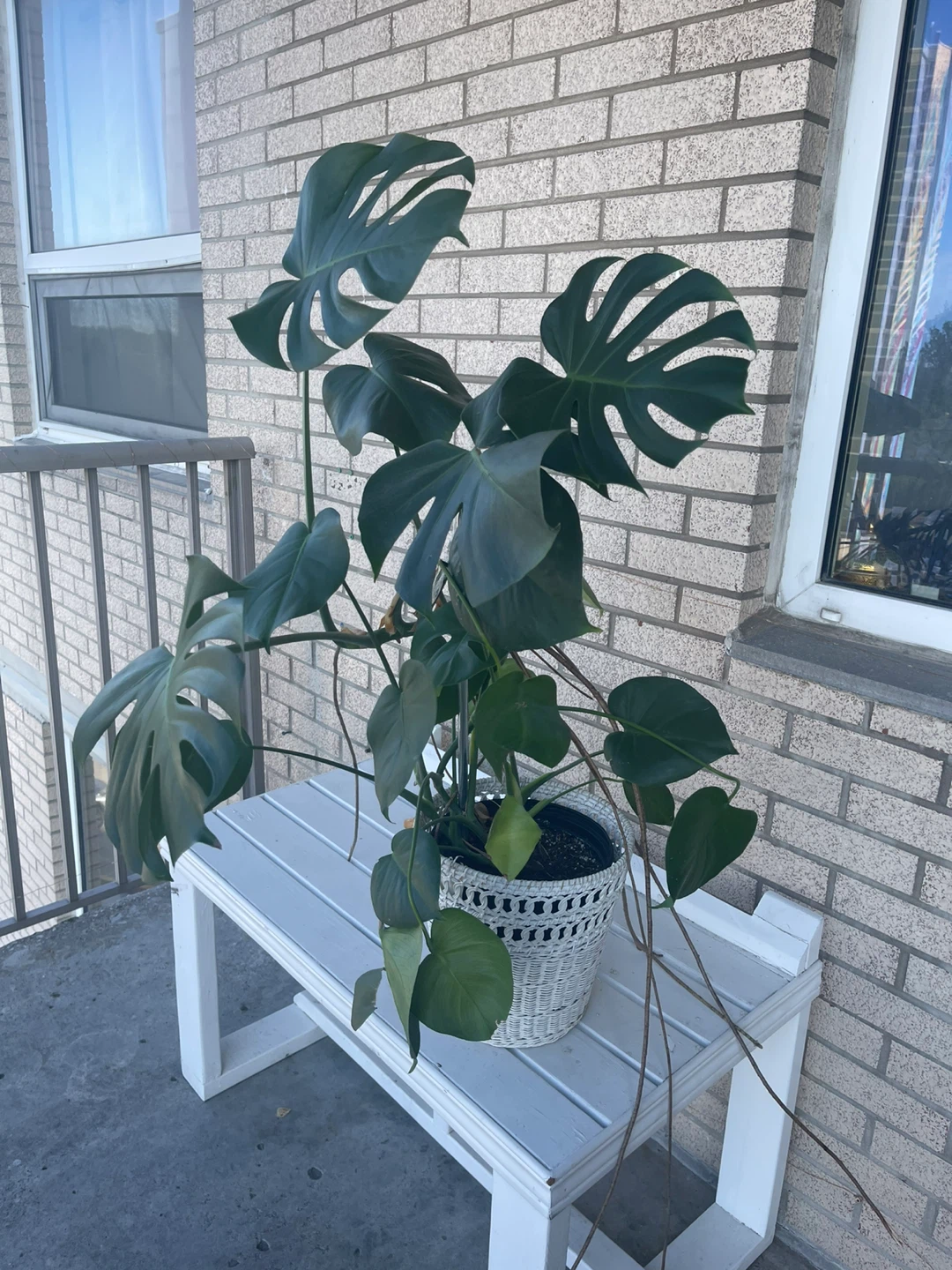Monstera Deliciosa Plant - photo 2