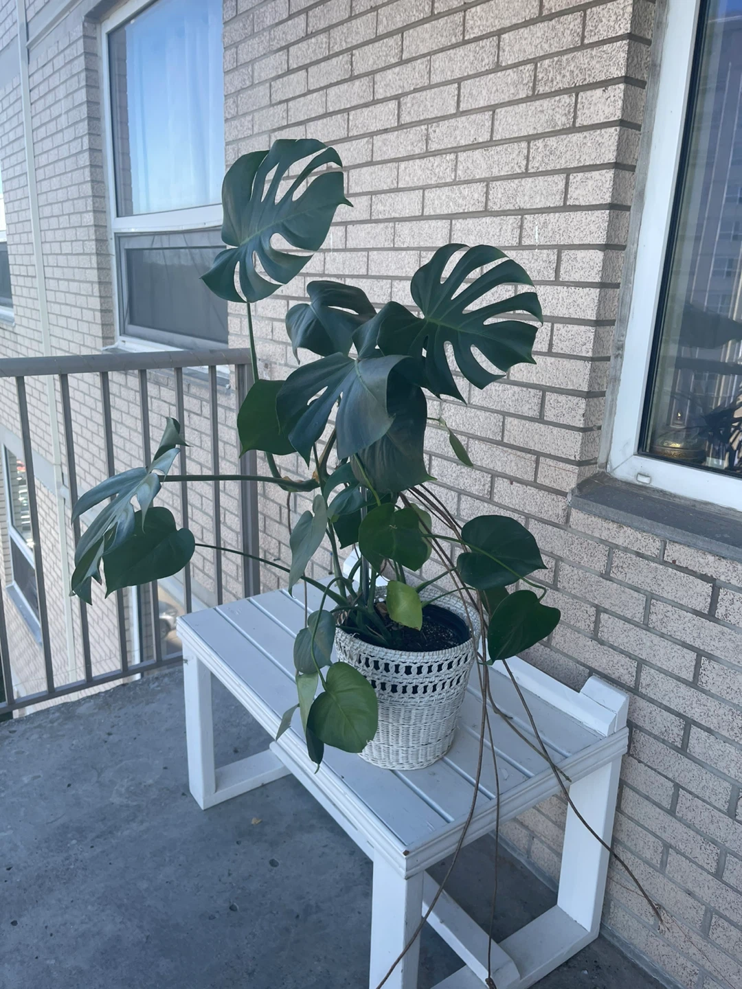 Monstera Deliciosa Plant - photo 3