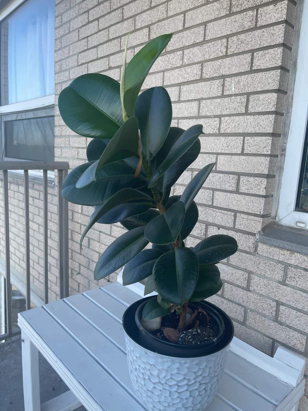Rubber plant