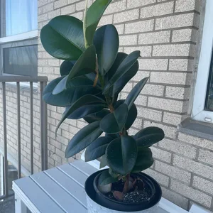Rubber plant
