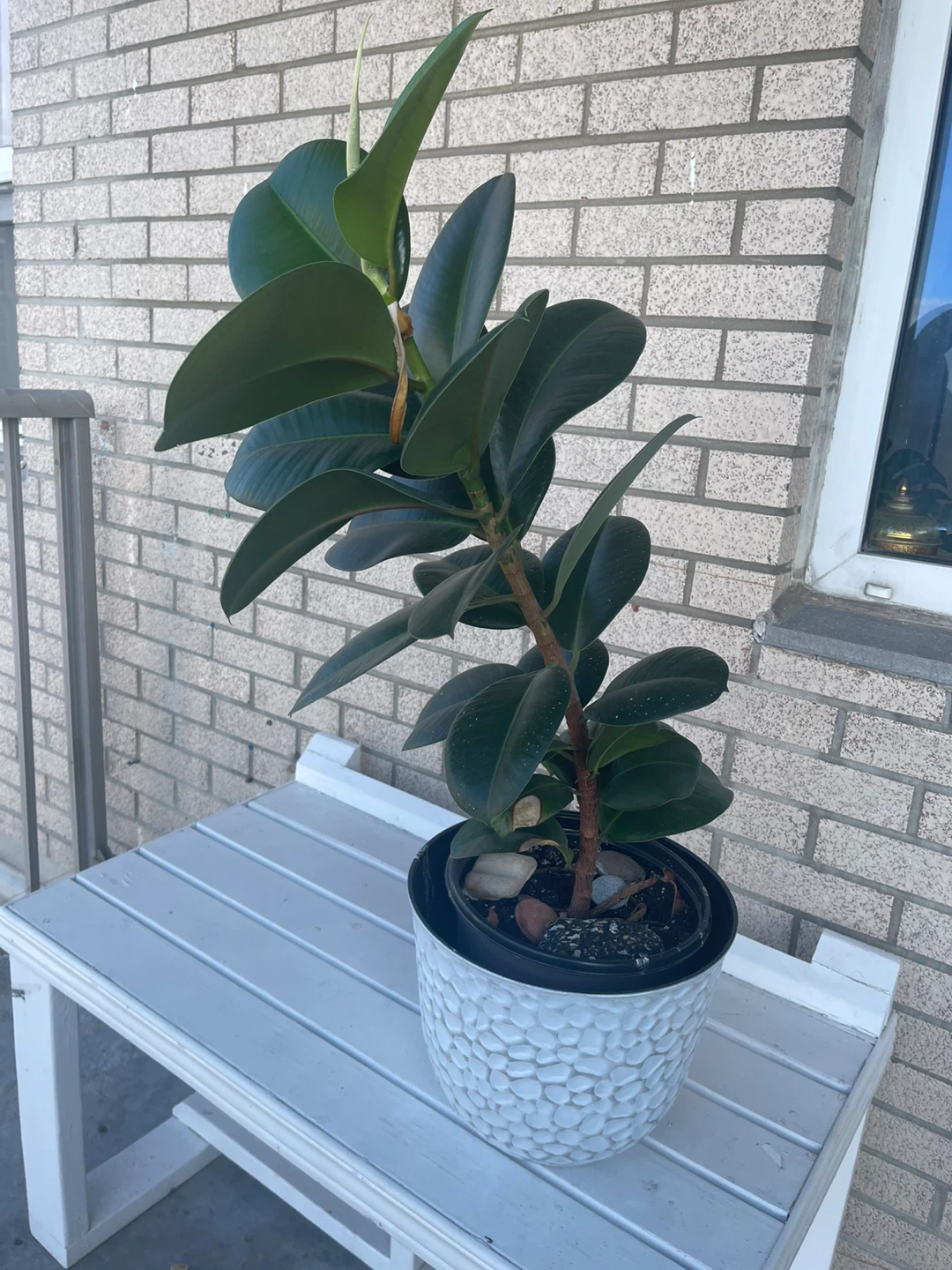 Rubber plant - photo 2