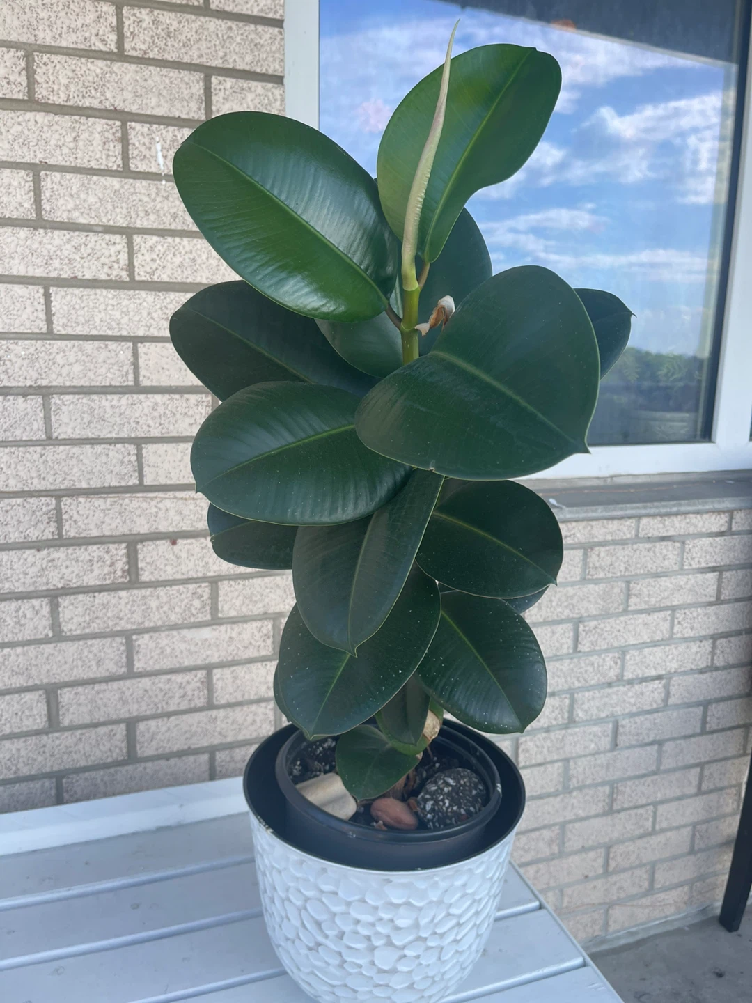 Rubber plant - photo 3