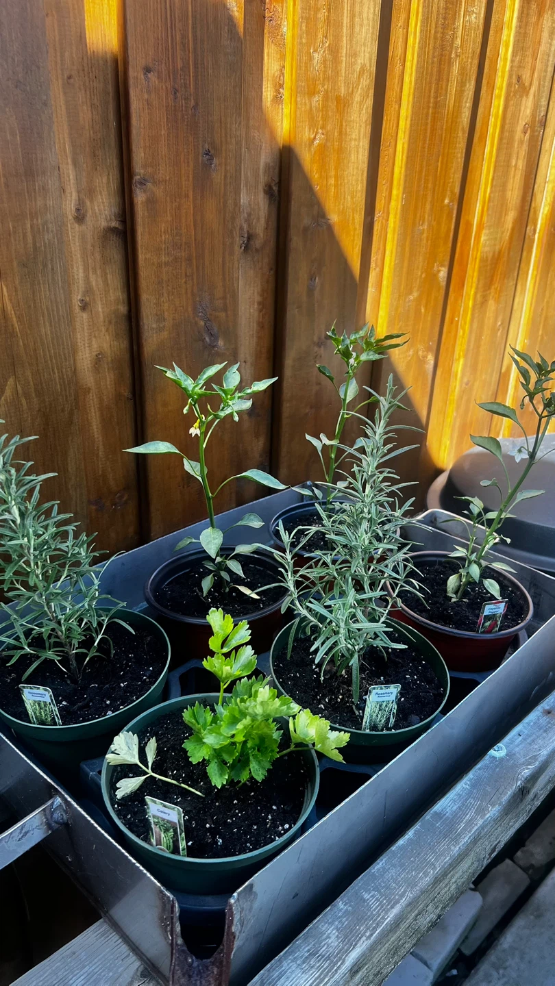 Assorted Herb & Vegetable Plants