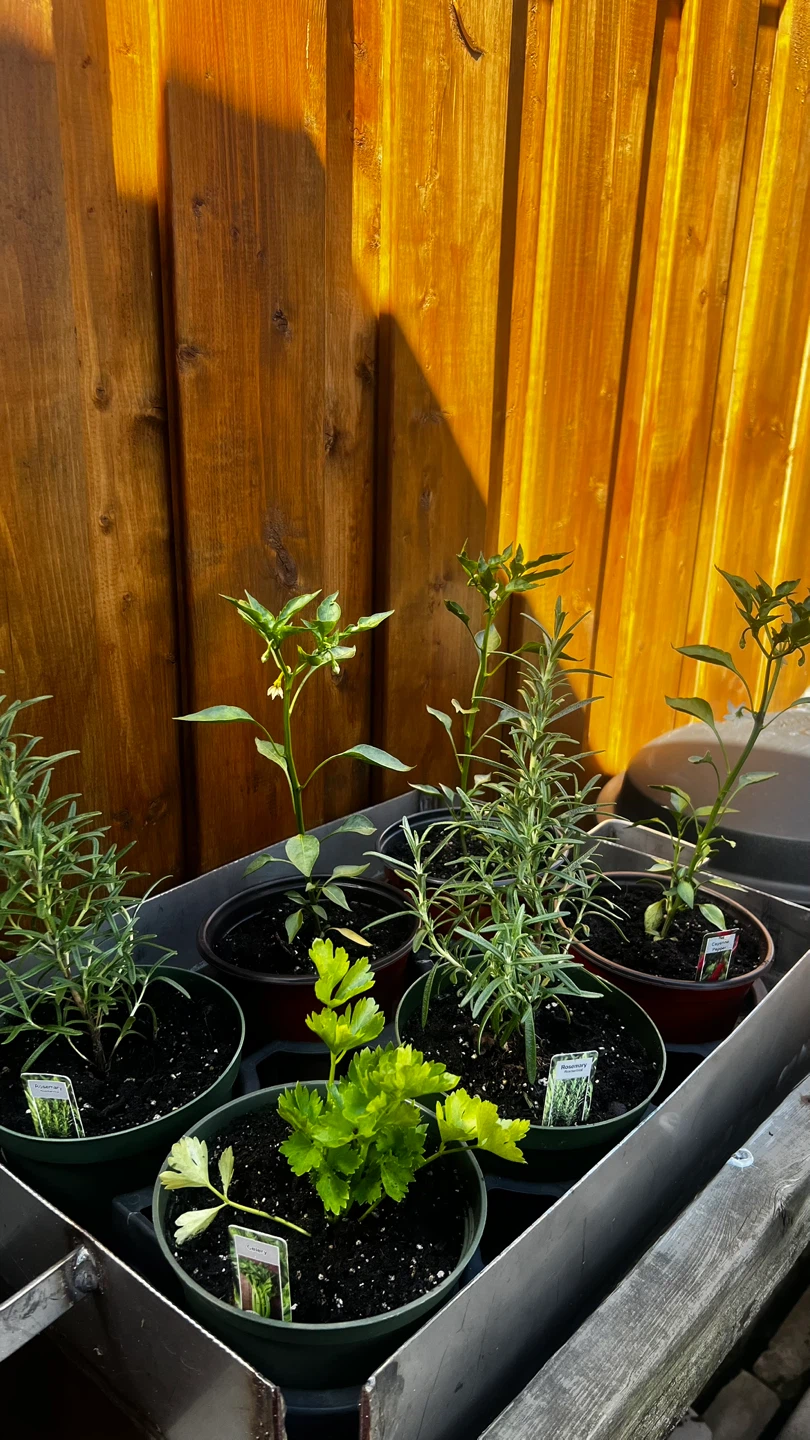 Assorted Herb & Vegetable Plants - photo 3