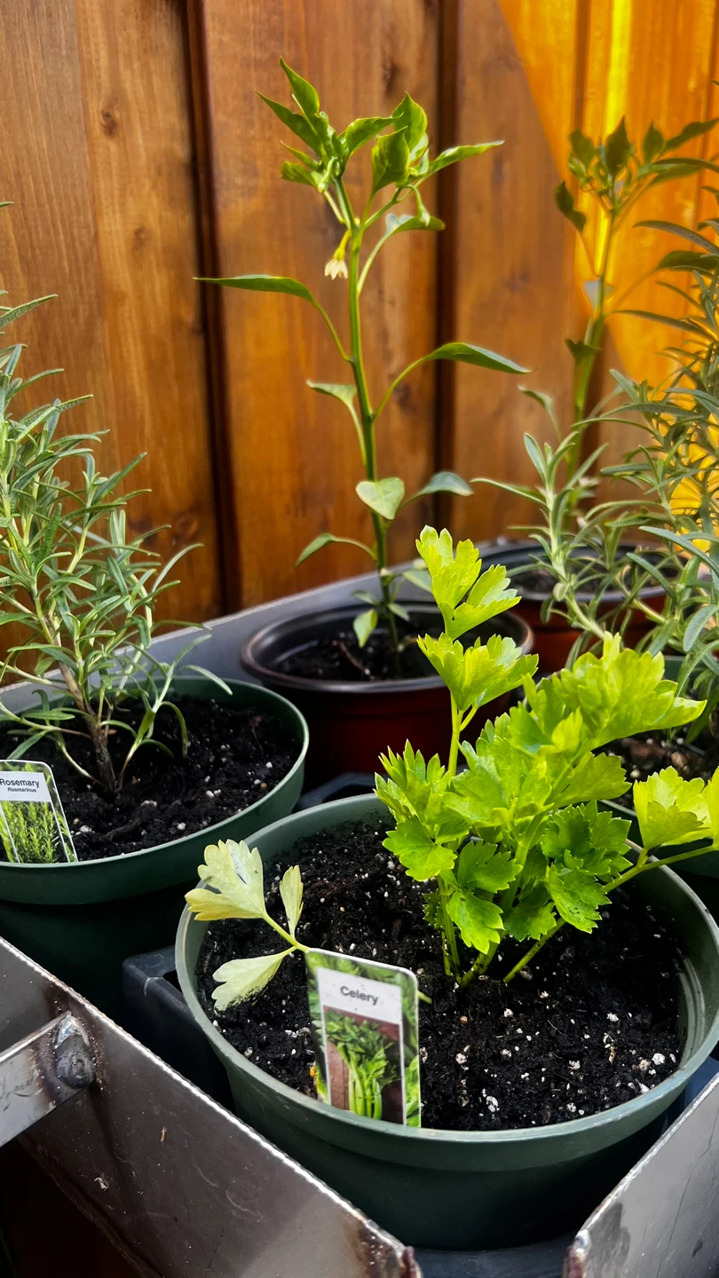 Assorted Herb & Vegetable Plants - photo 4