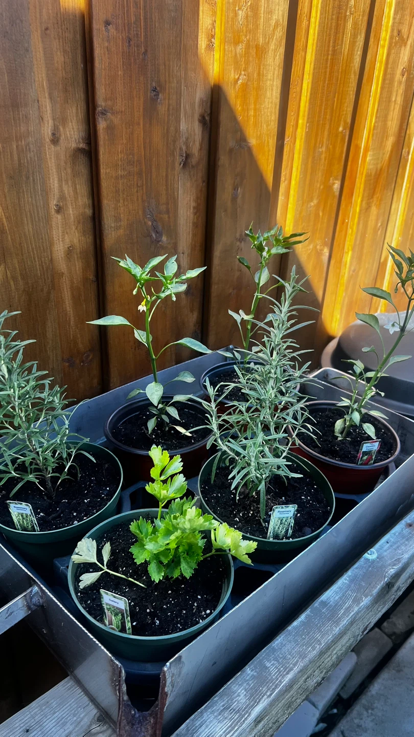 Assorted Herb & Vegetable Plants - photo 2