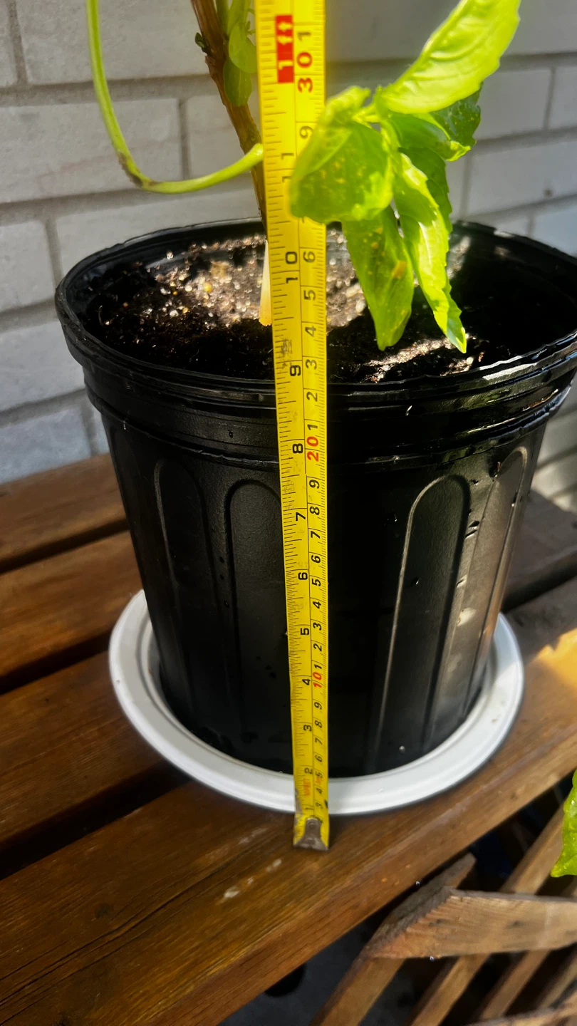 Basil Plant in Pot - photo 5