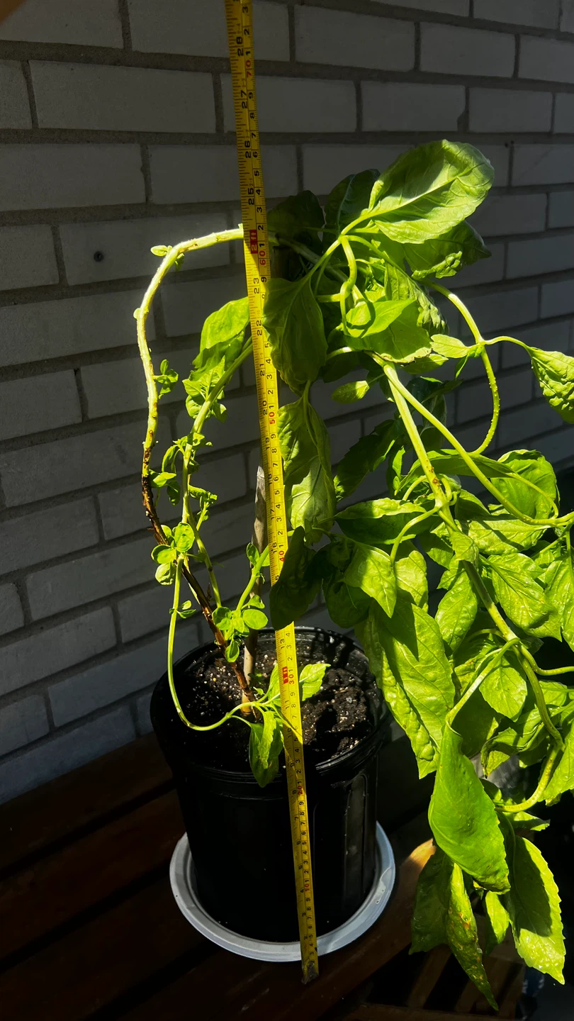 Basil Plant in Pot - photo 2