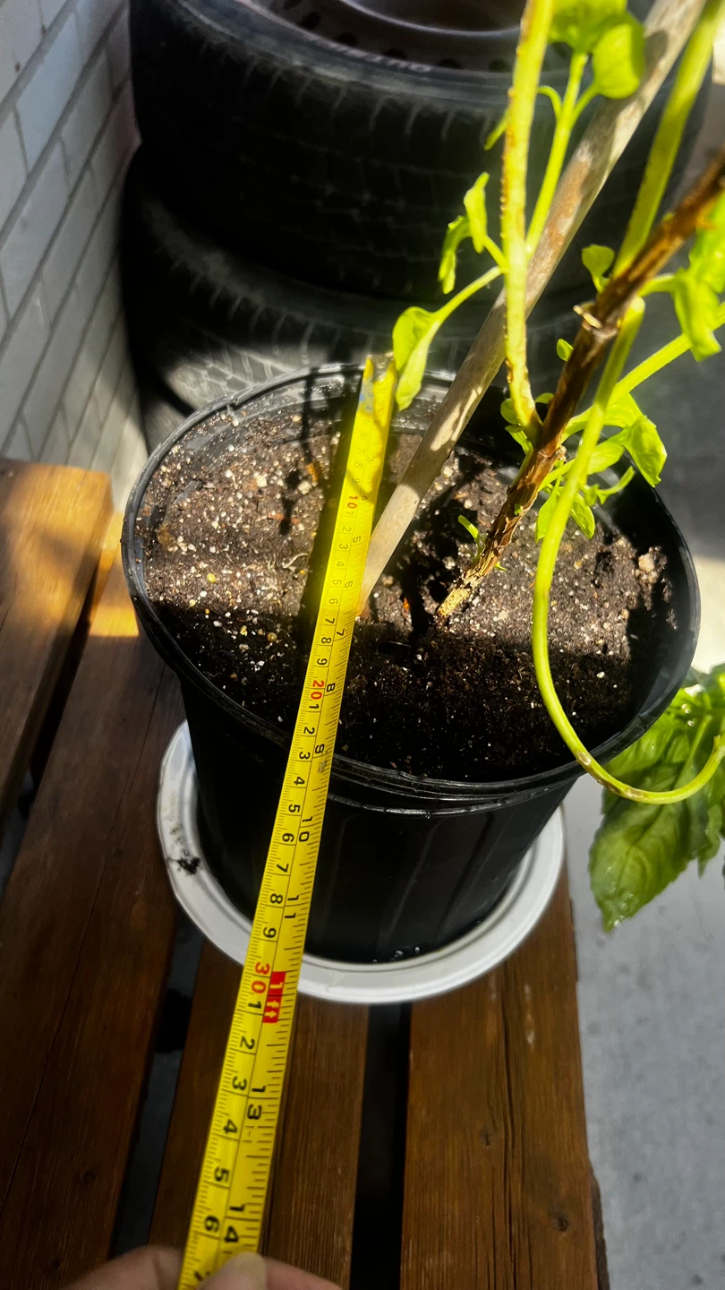 Basil Plant in Pot - photo 4