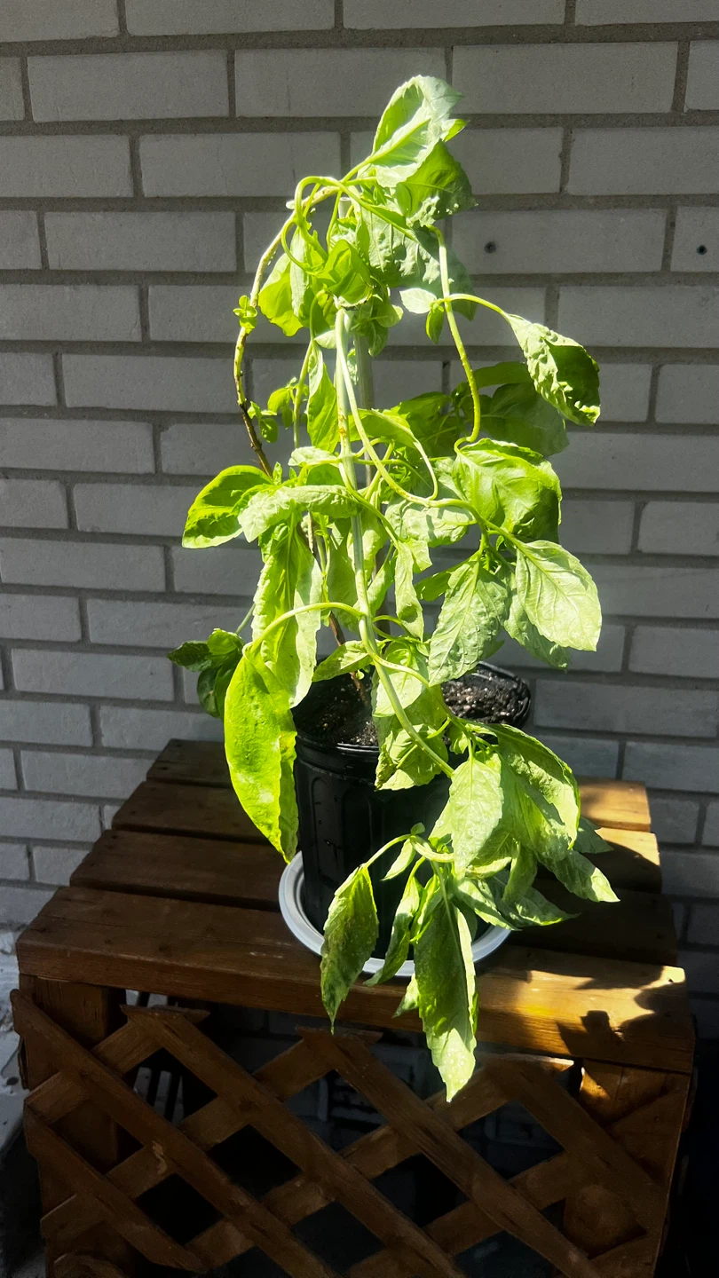 Basil Plant in Pot