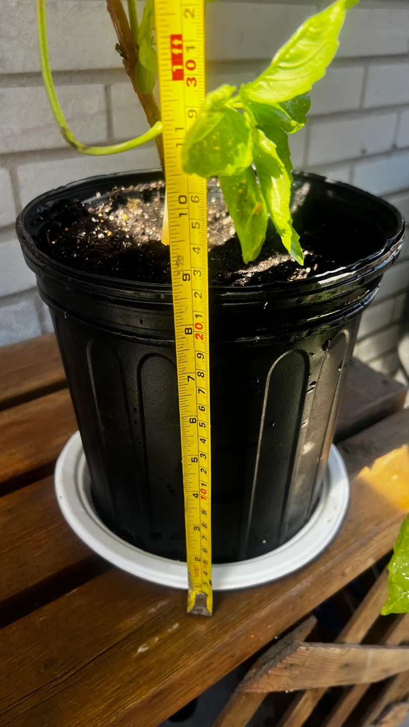 Basil Plant in Pot - photo 3
