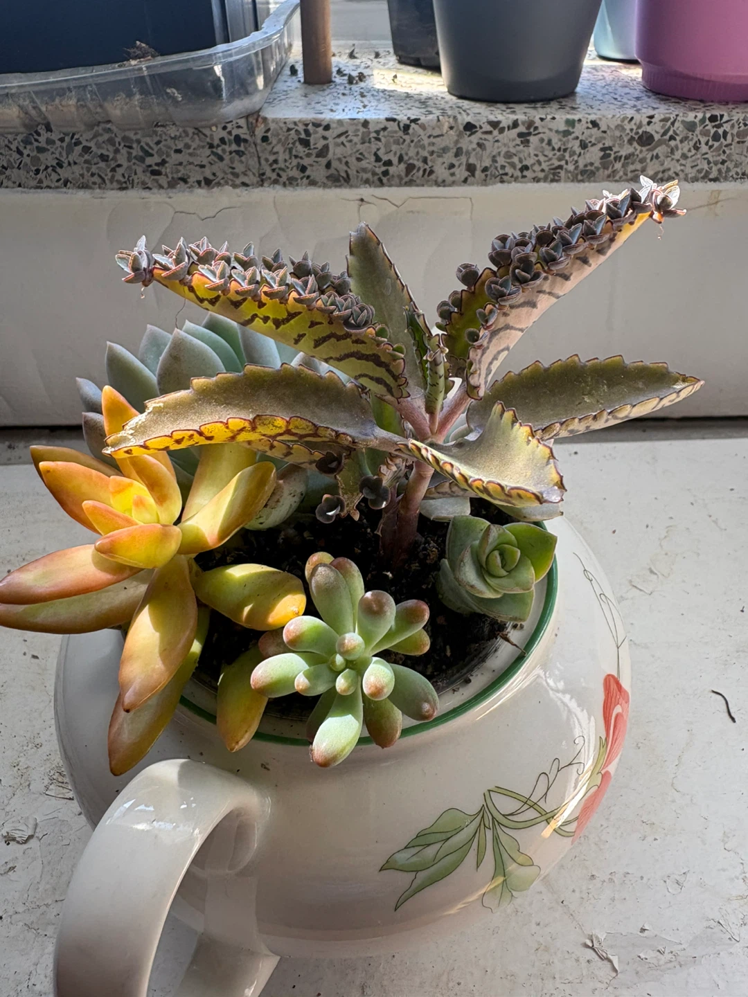 Assorted Succulents in Decorative Teapot Planter - photo 2