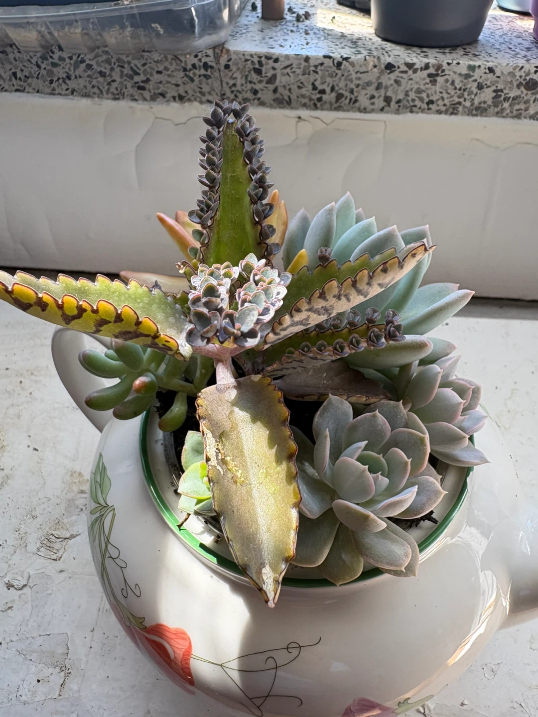 Assorted Succulents in Decorative Teapot Planter - photo 3