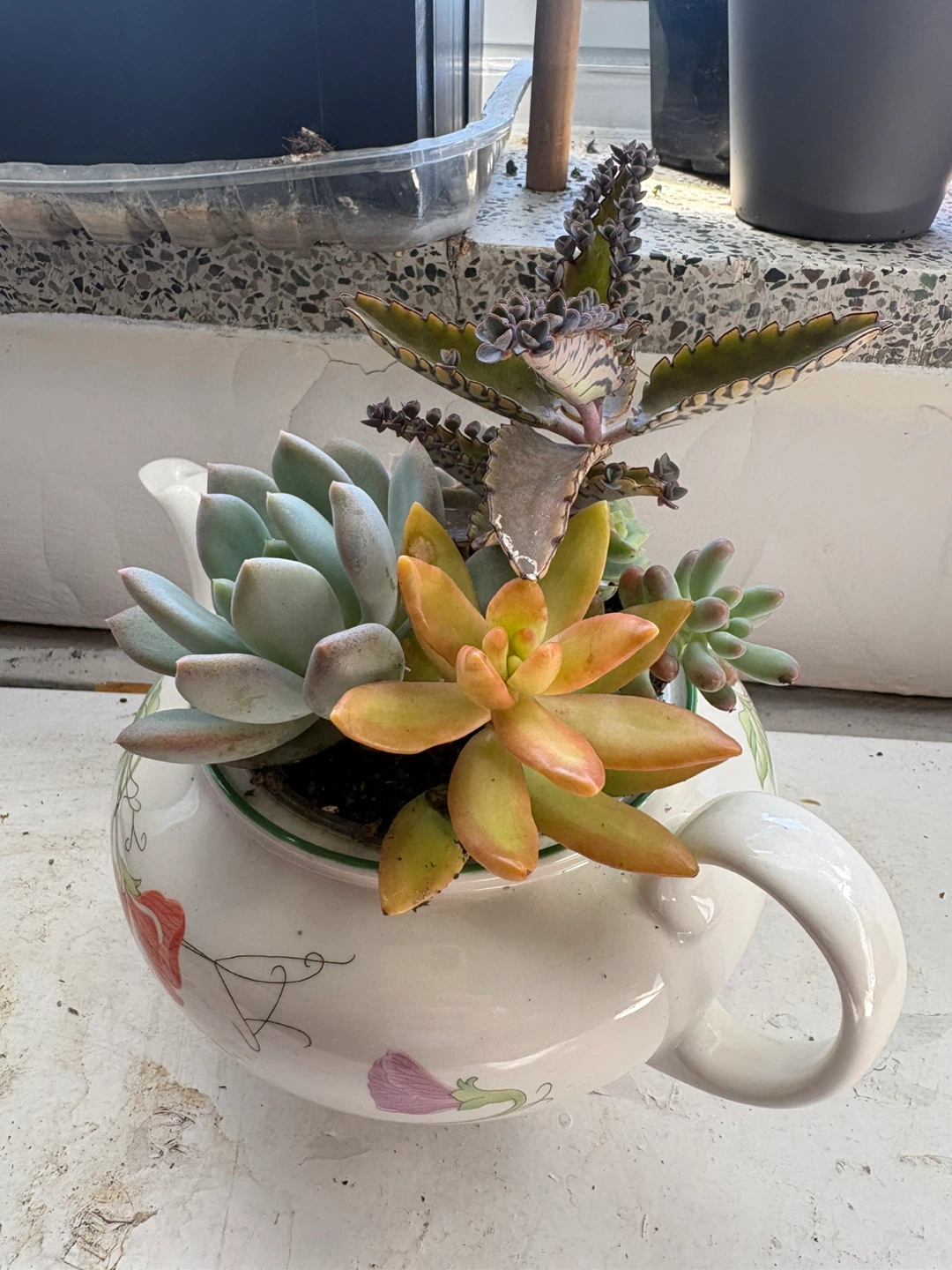 Assorted Succulents in Decorative Teapot Planter
