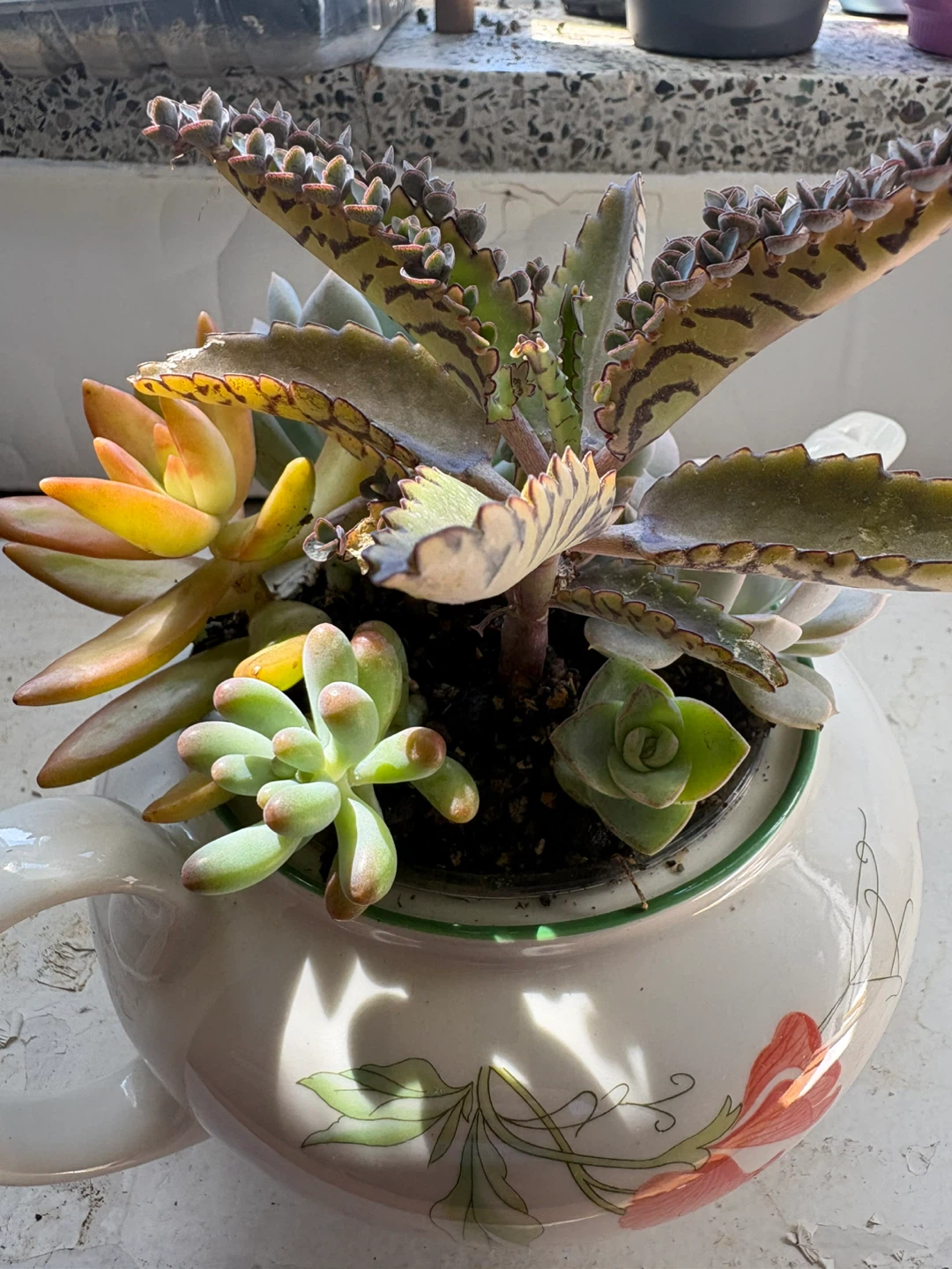 Assorted Succulents in Decorative Teapot Planter - photo 4