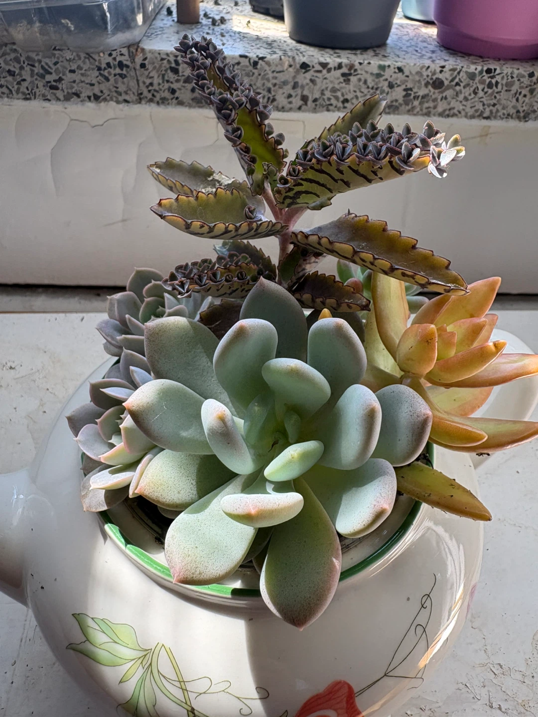 Assorted Succulents in Decorative Teapot Planter - photo 5