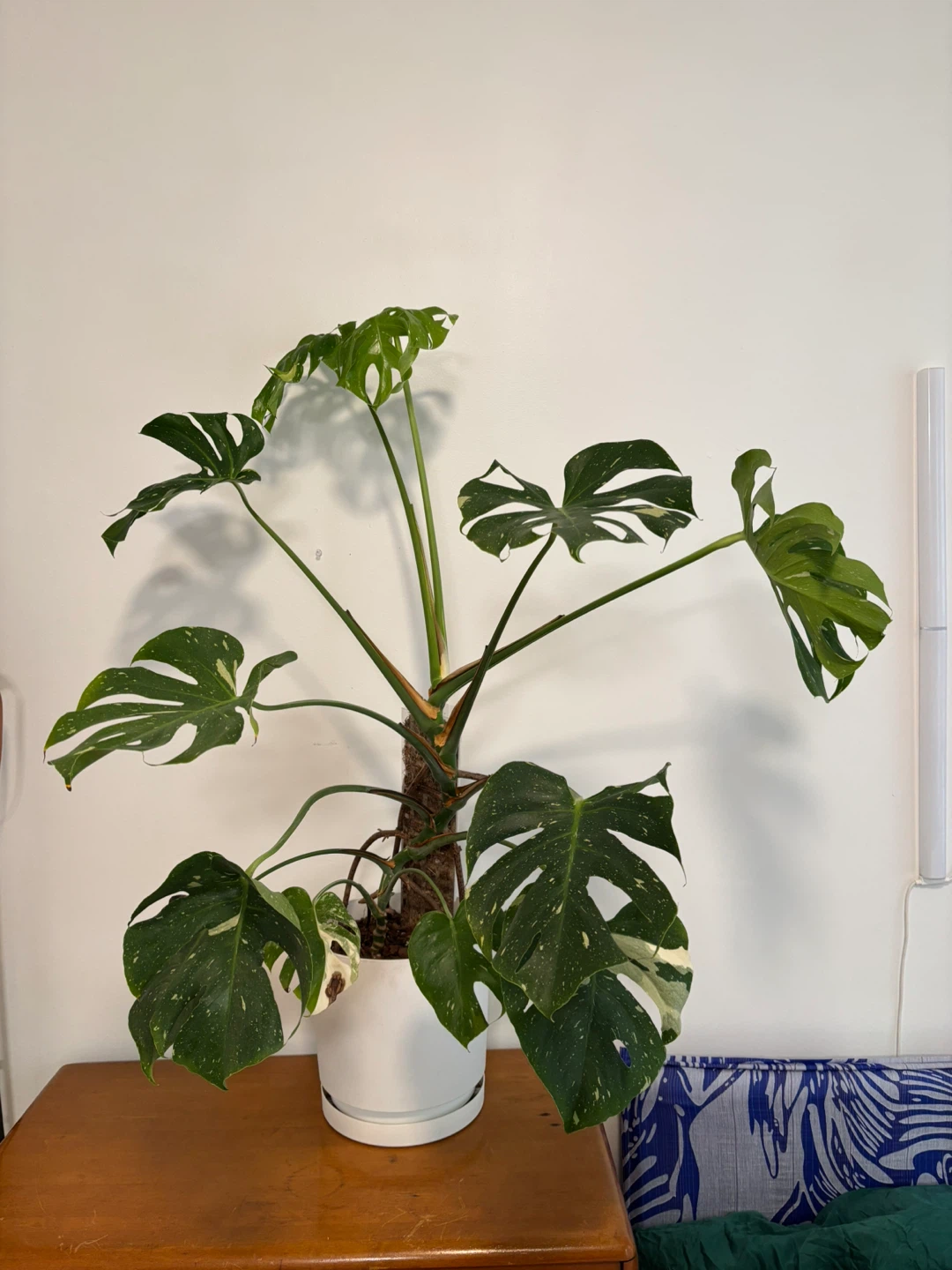 Monstera albo (lower variegation)