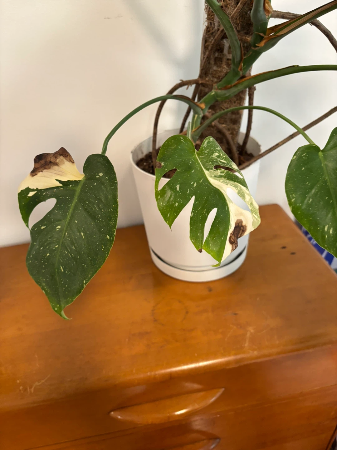 Monstera albo (lower variegation) - photo 3