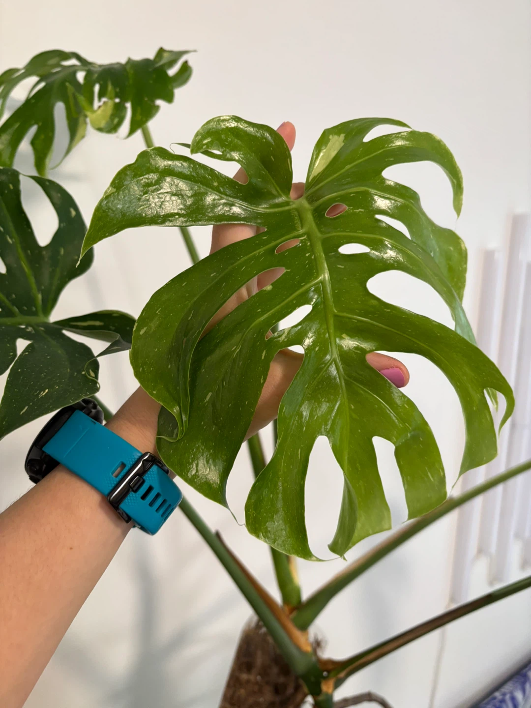 Monstera albo (lower variegation) - photo 2