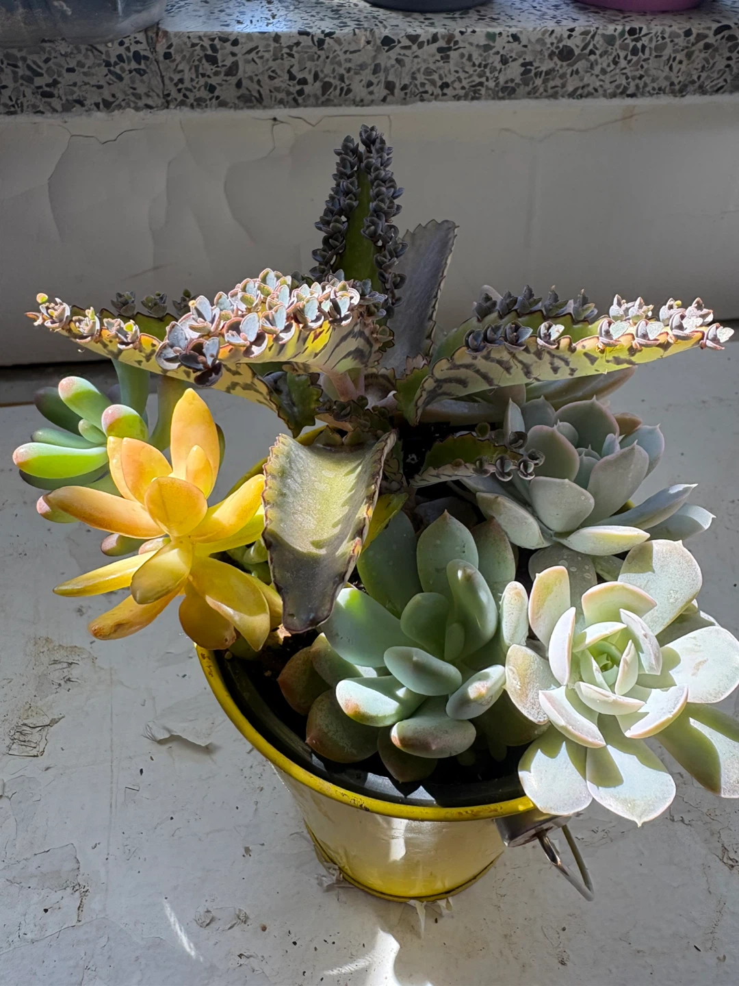 Mixed Succulent Arrangement in Yellow Pail - photo 2