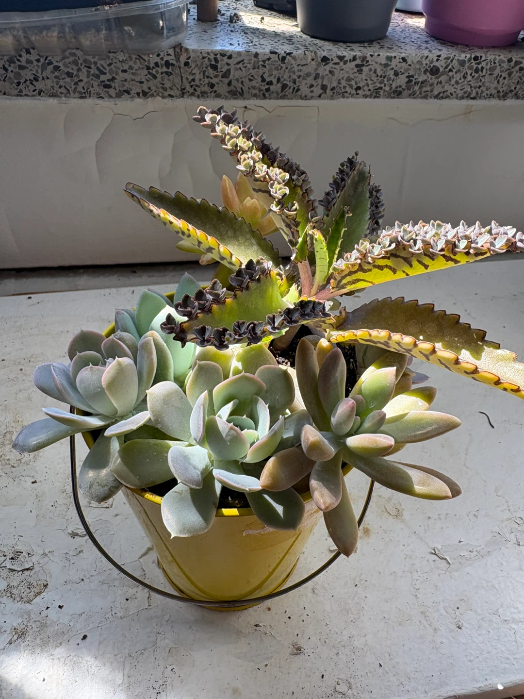 Mixed Succulent Arrangement in Yellow Pail - photo 4