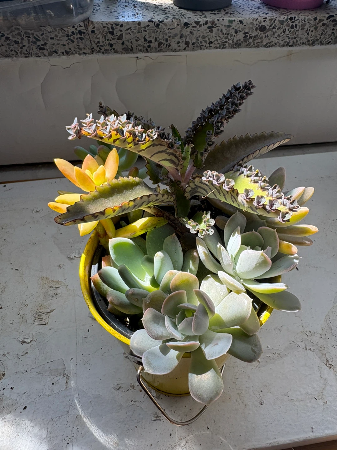 Mixed Succulent Arrangement in Yellow Pail - photo 5