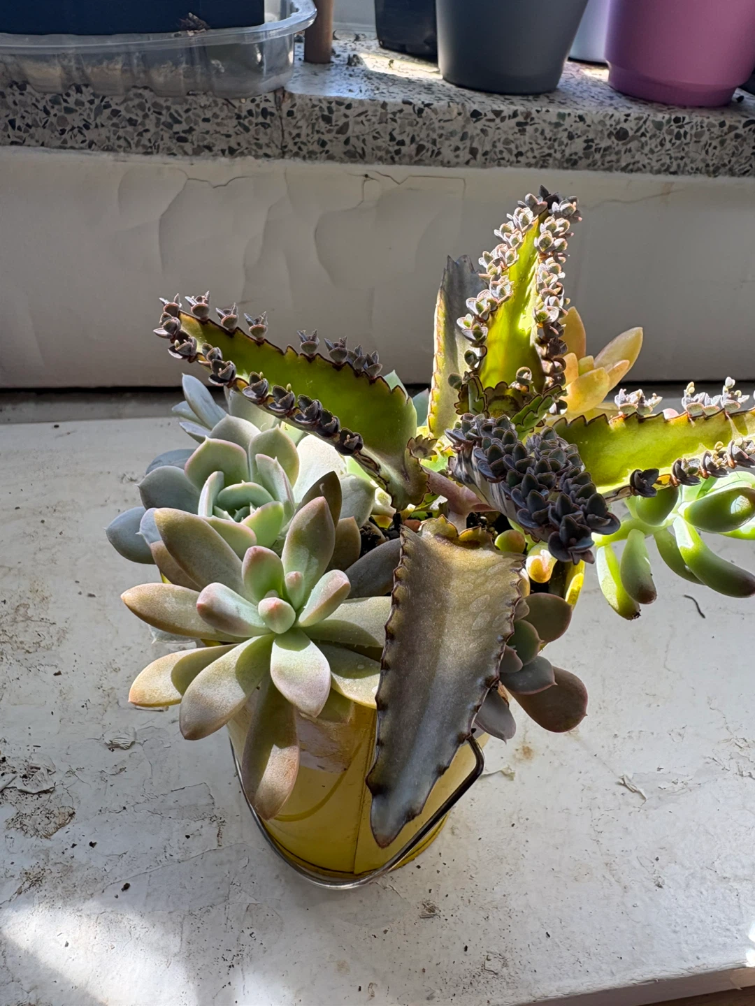 Mixed Succulent Arrangement in Yellow Pail - photo 3
