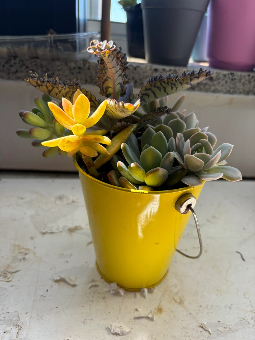 Mixed Succulent Arrangement in Yellow Pail