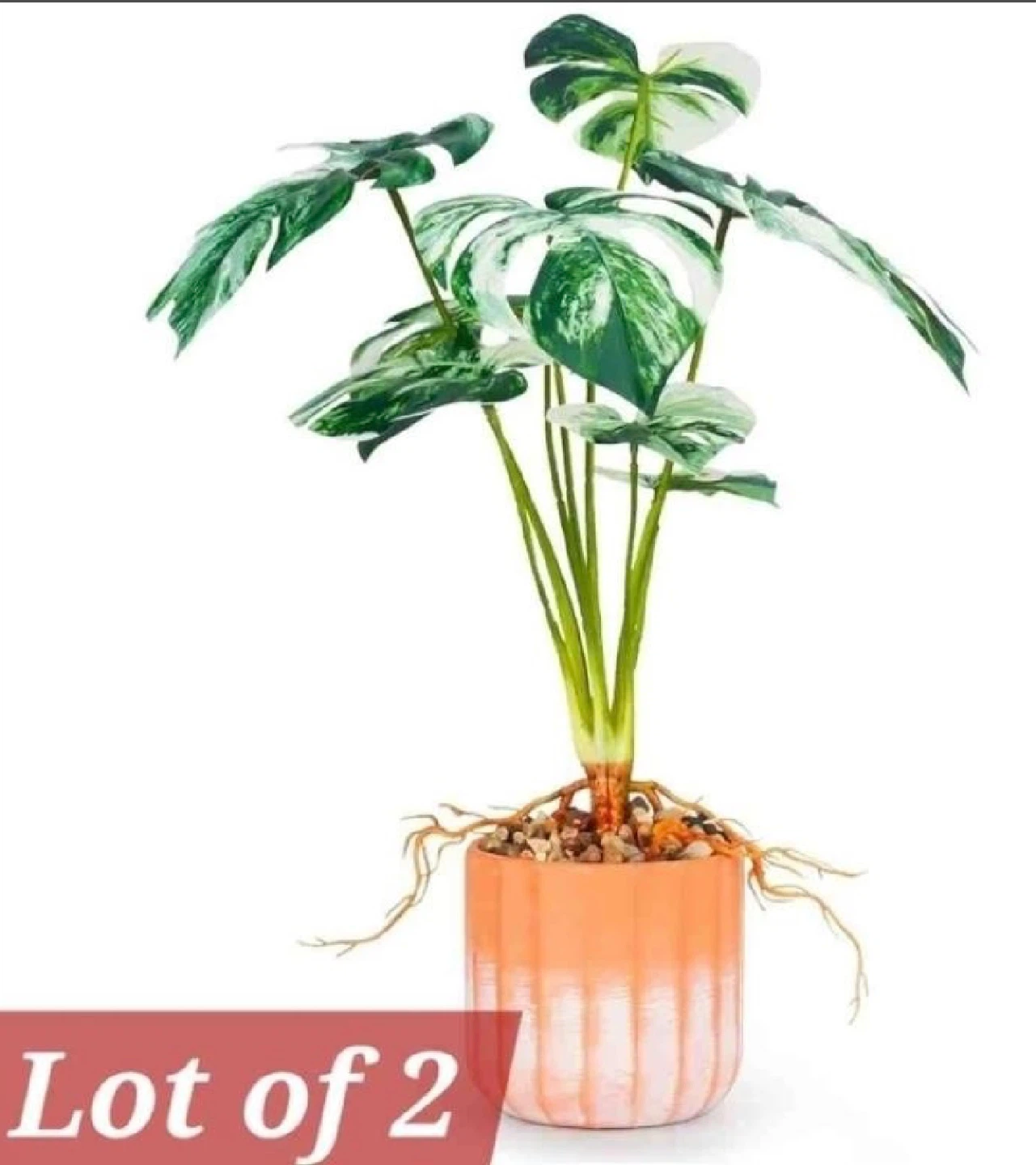 Brand new in Box Yanflerent 17" Monstera Plant - Lot of 2