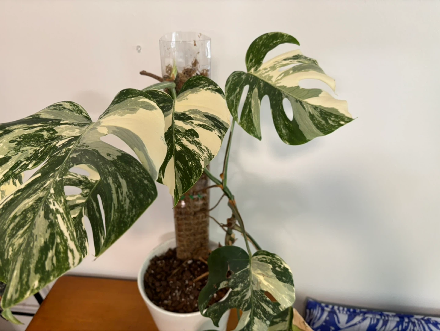 Monstera albo (higher variegation) - photo 2