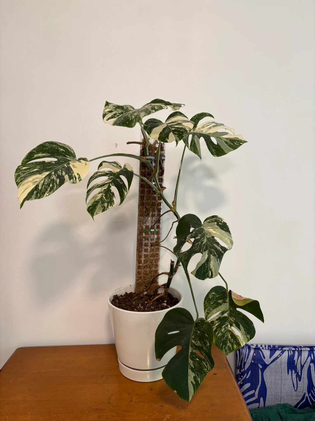 Monstera albo (higher variegation)