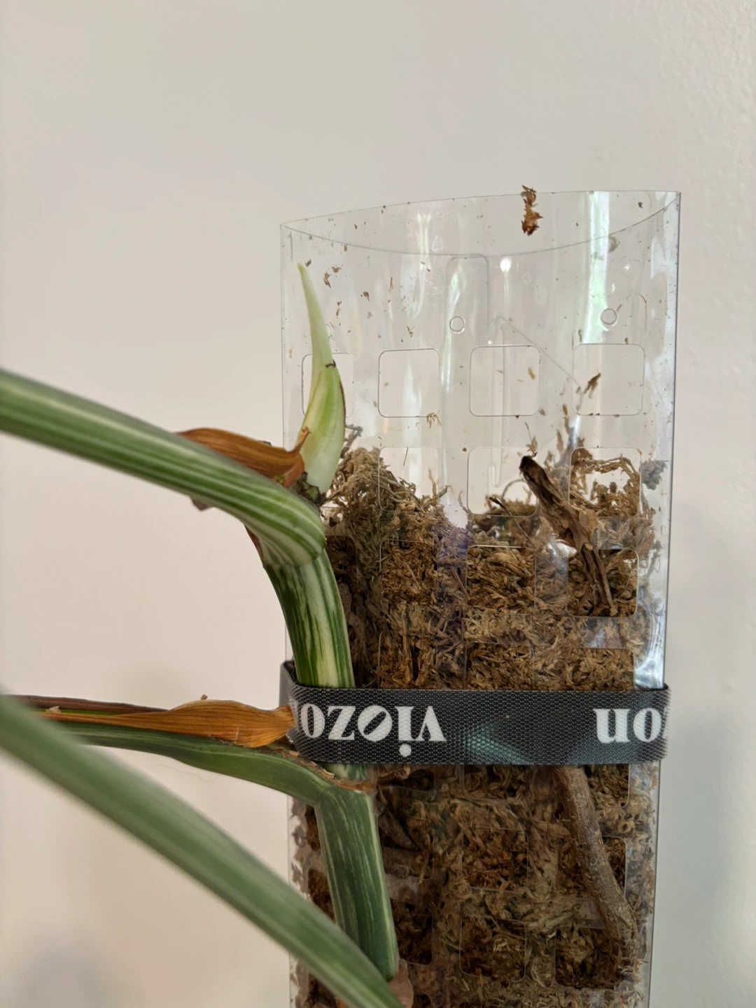 Monstera albo (higher variegation) - photo 3