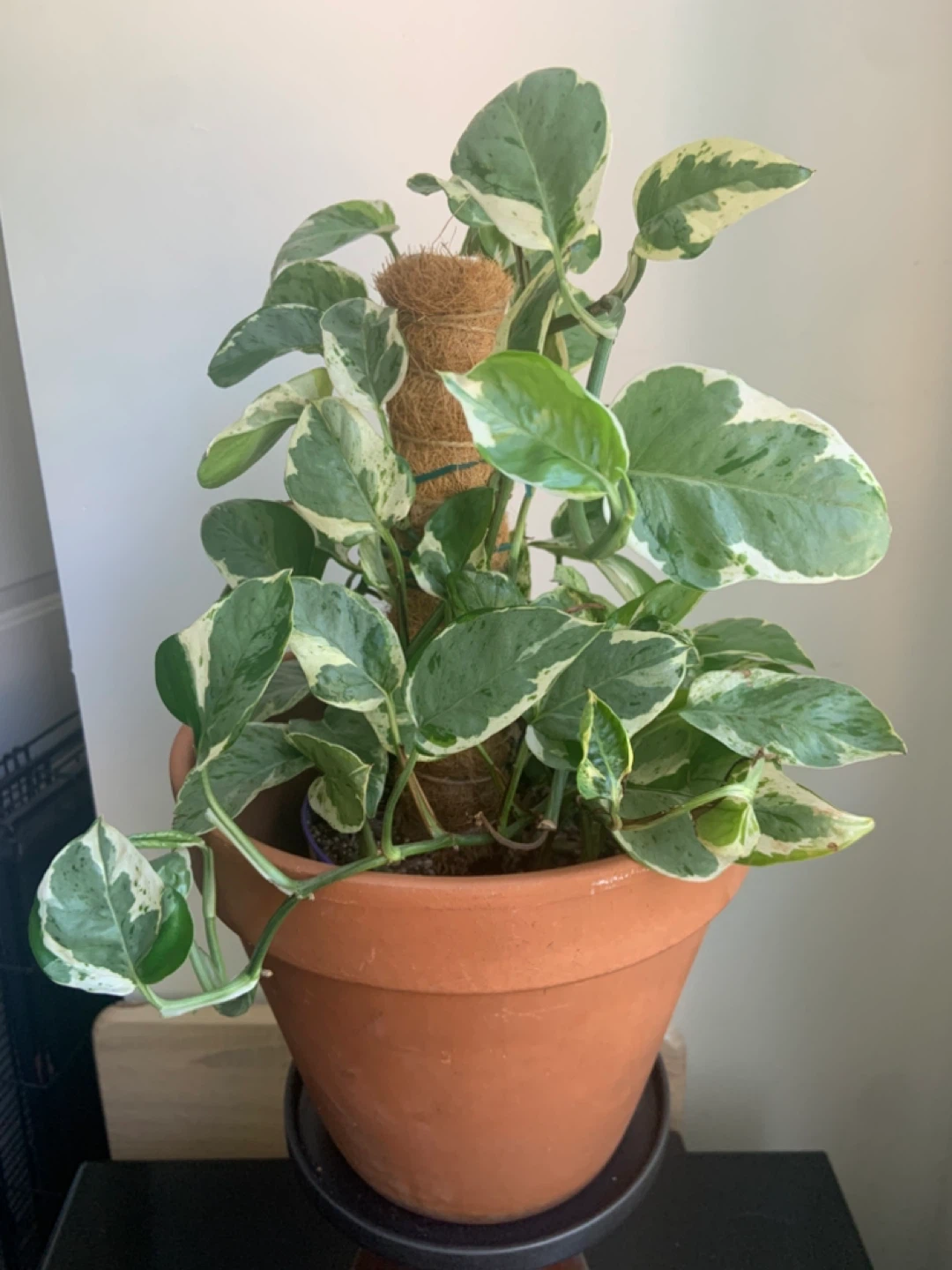 Pearl and Jade Pothos and climbing Coco Coir Pole - photo 2