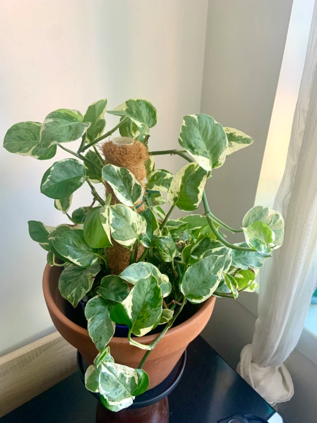 Pearl and Jade Pothos and climbing Coco Coir Pole - photo 4