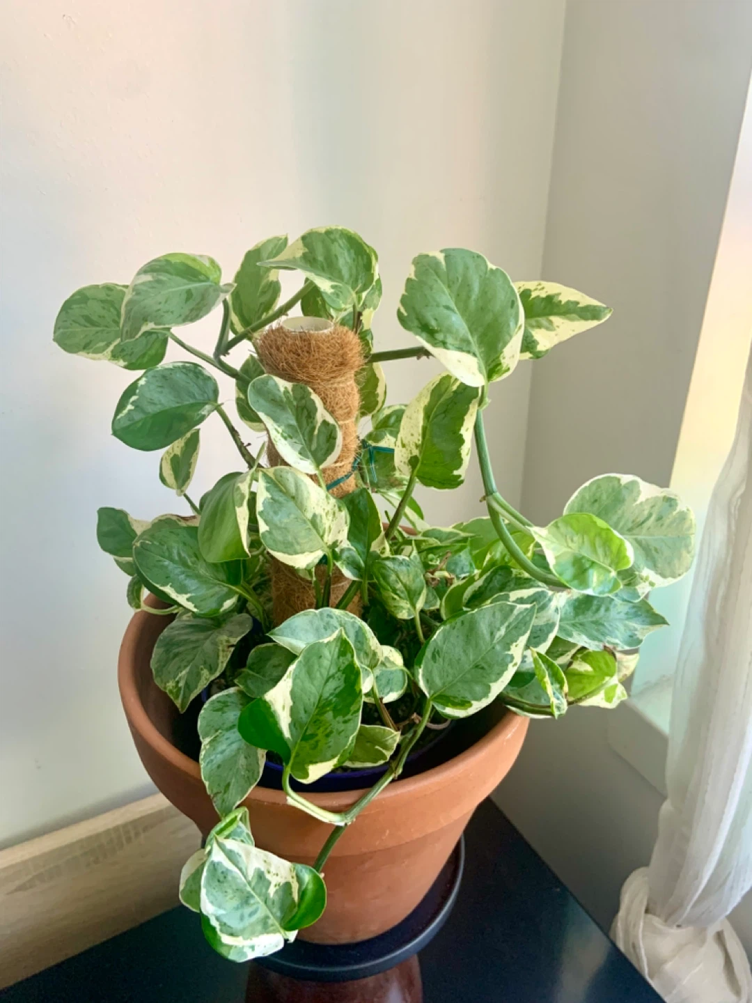 Pearl and Jade Pothos and climbing Coco Coir Pole