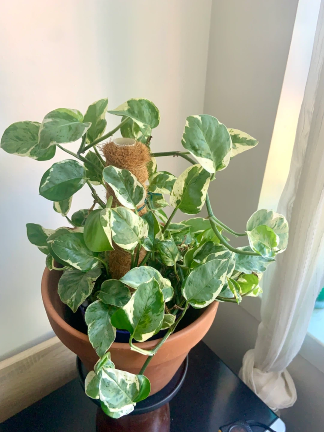 Pearl and Jade Pothos and climbing Coco Coir Pole - photo 3