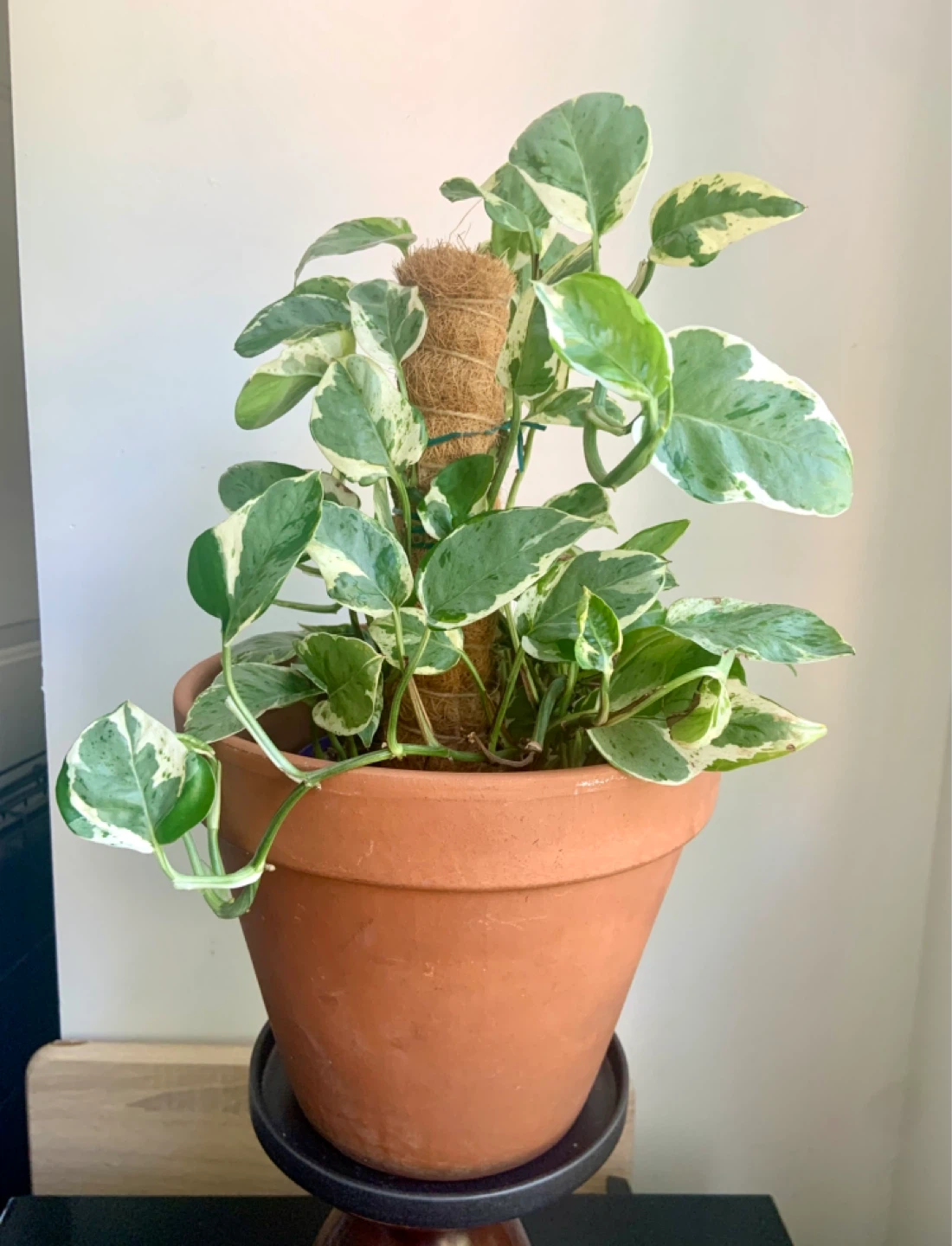 Pearl and Jade Pothos and climbing Coco Coir Pole - photo 5