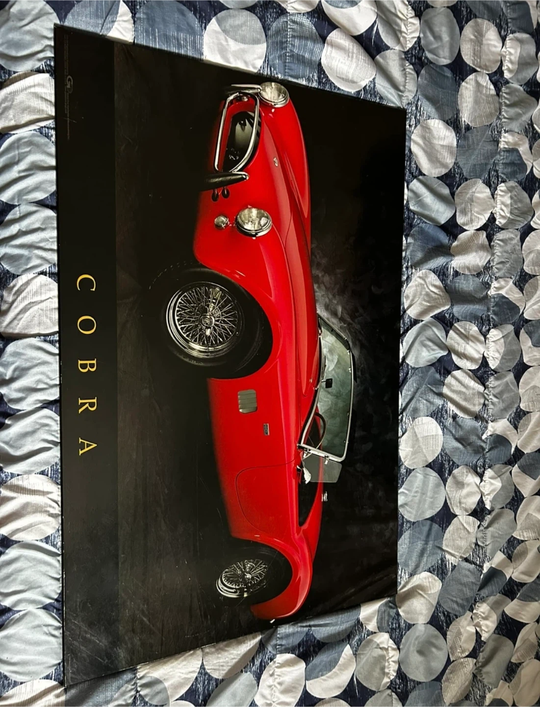 Lamborghini Murcielago & Cobra Car Pictures - photo 2