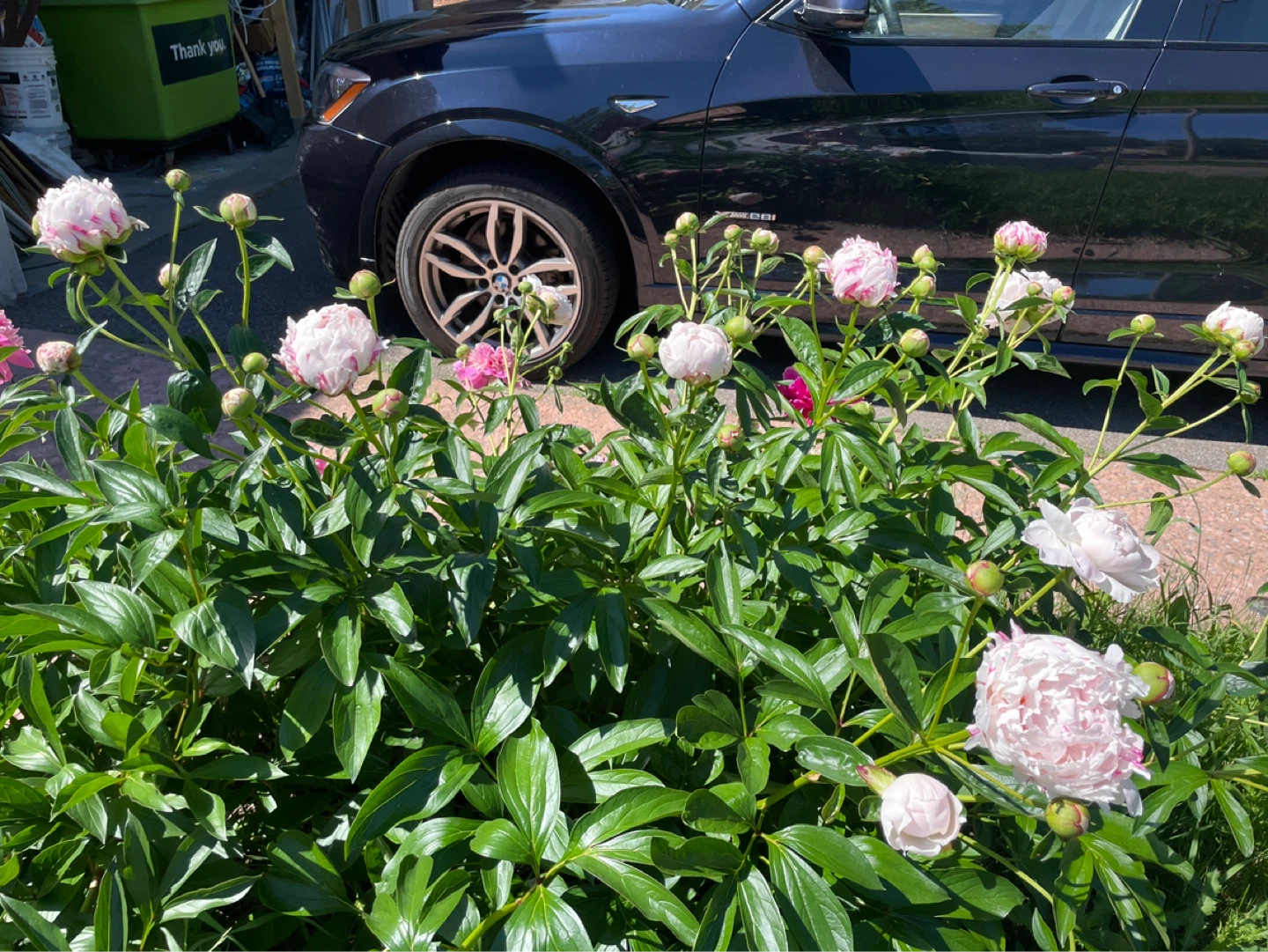 Light pink Peony Flowers