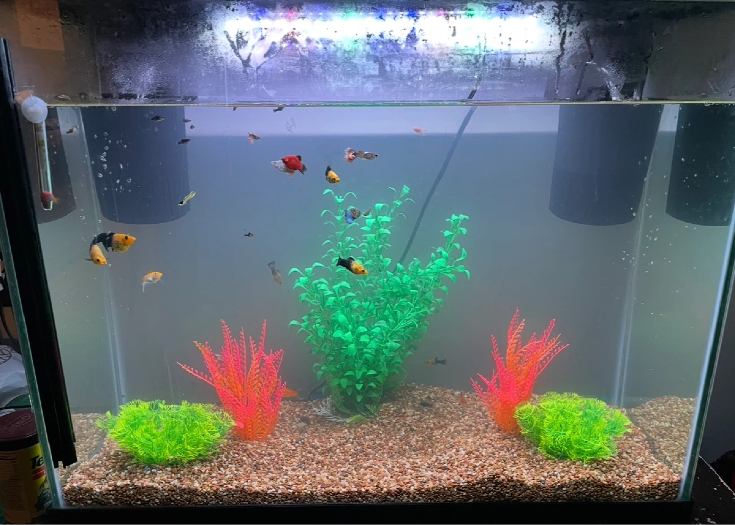 27 Gallon Fish Tank & Entire Setup - photo 3