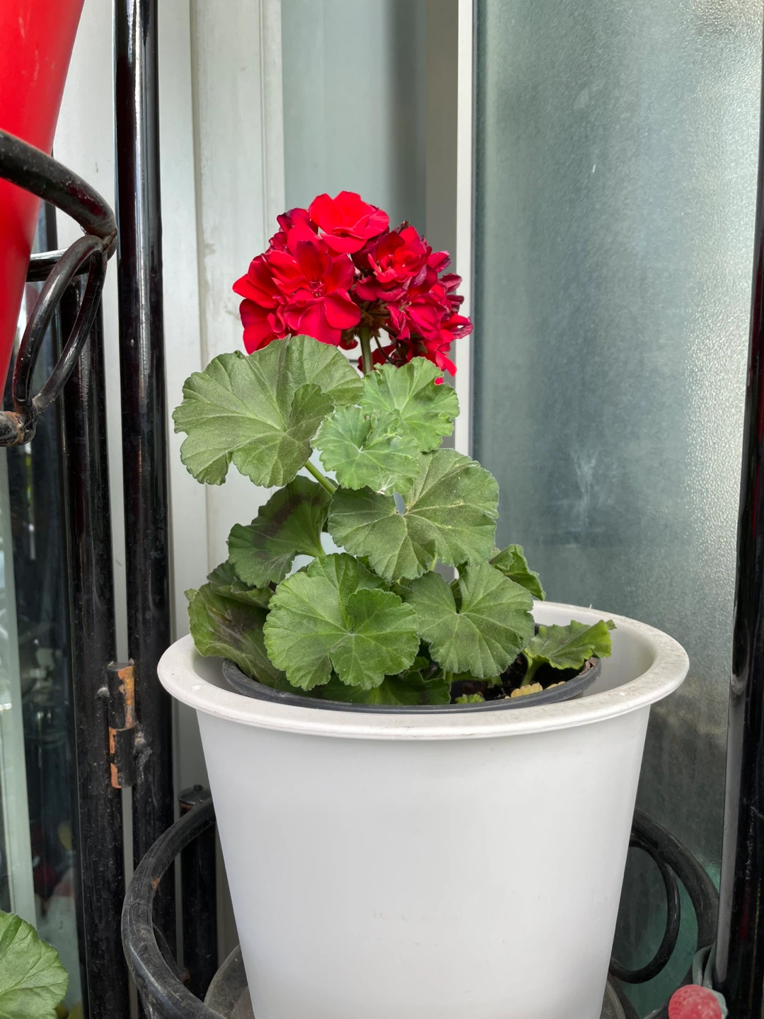 Red Geranium Plant in White Pot