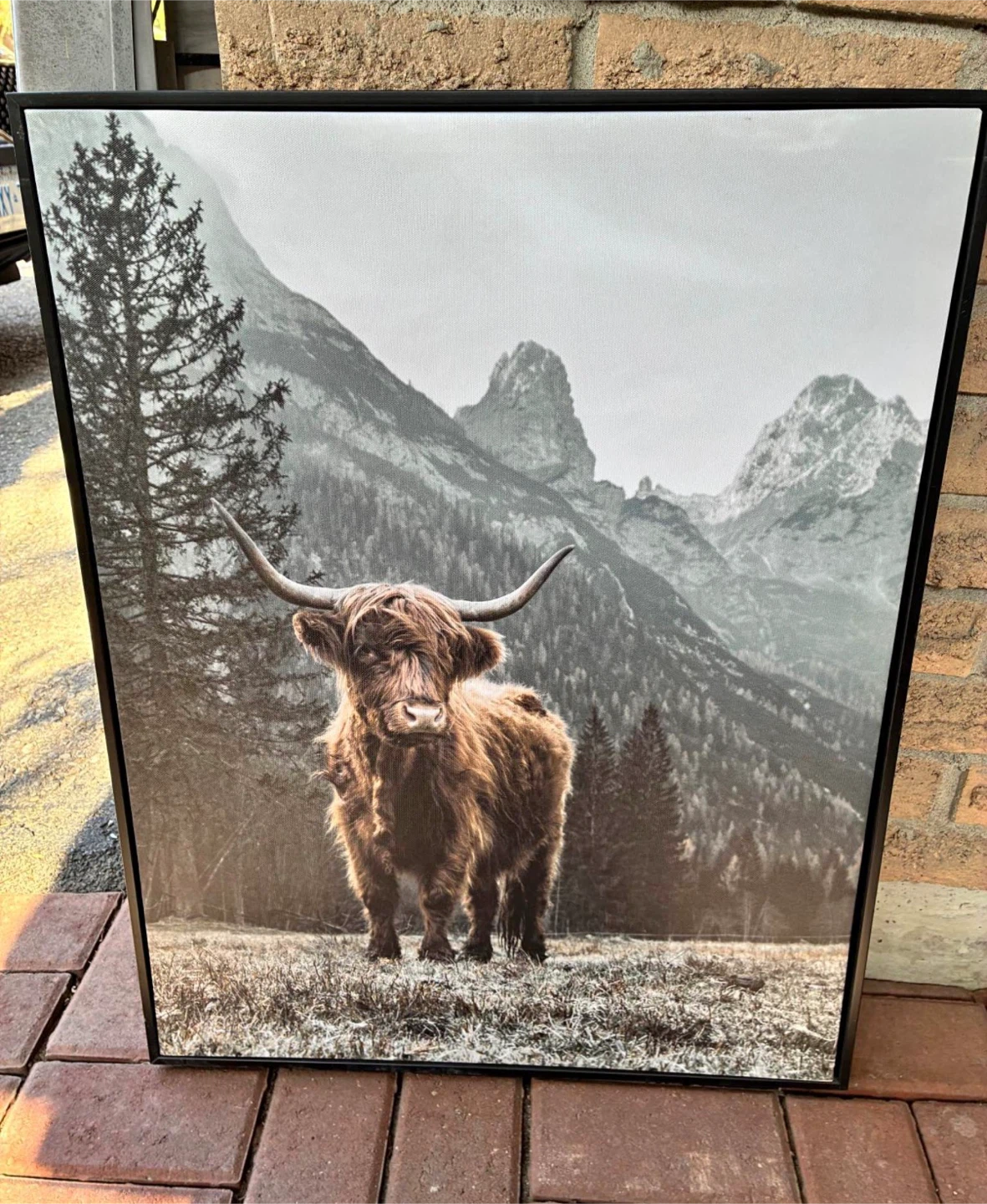 Highland Cow Canvas Wall Art