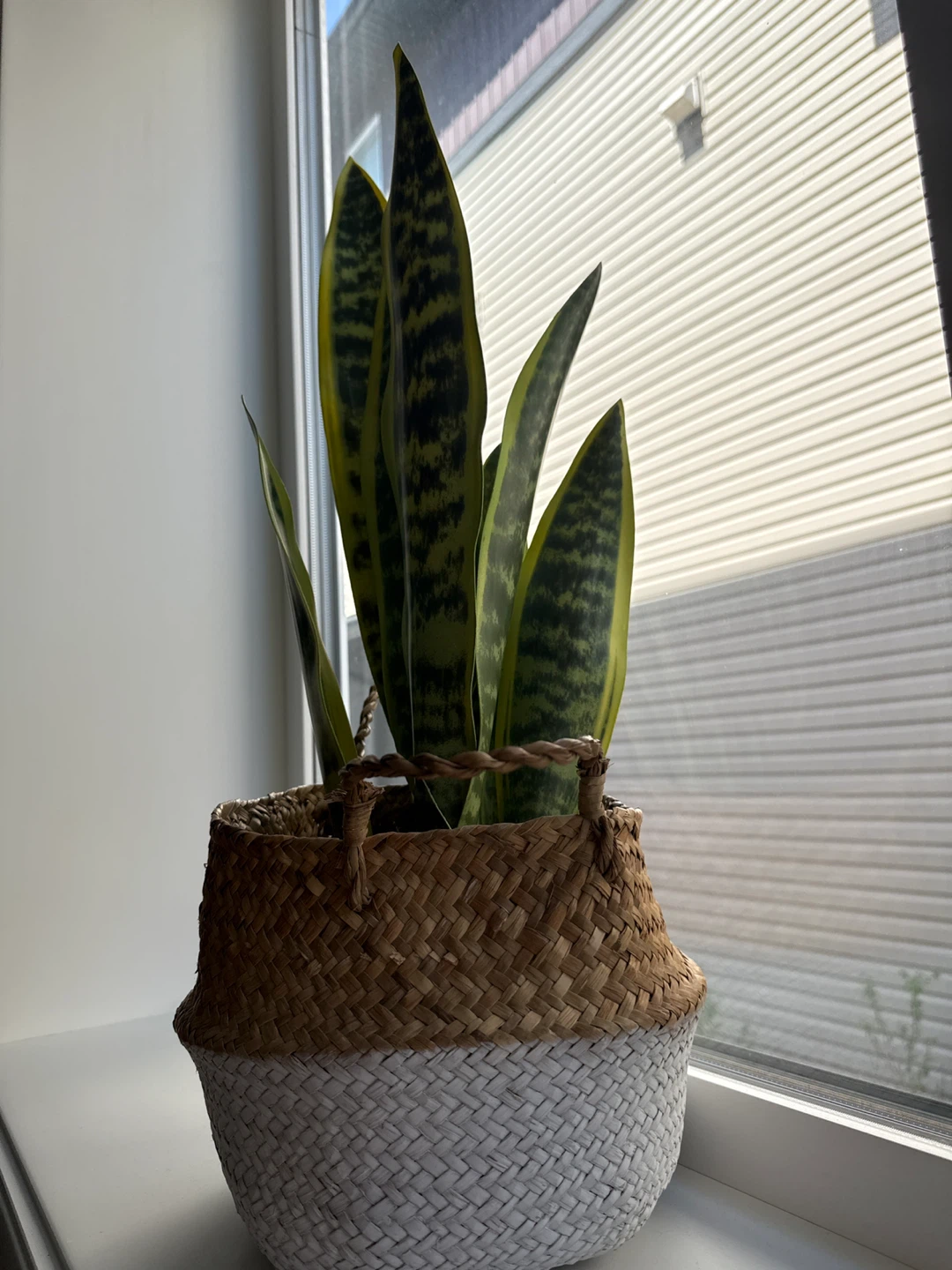 Snake Plant & Woven Basket