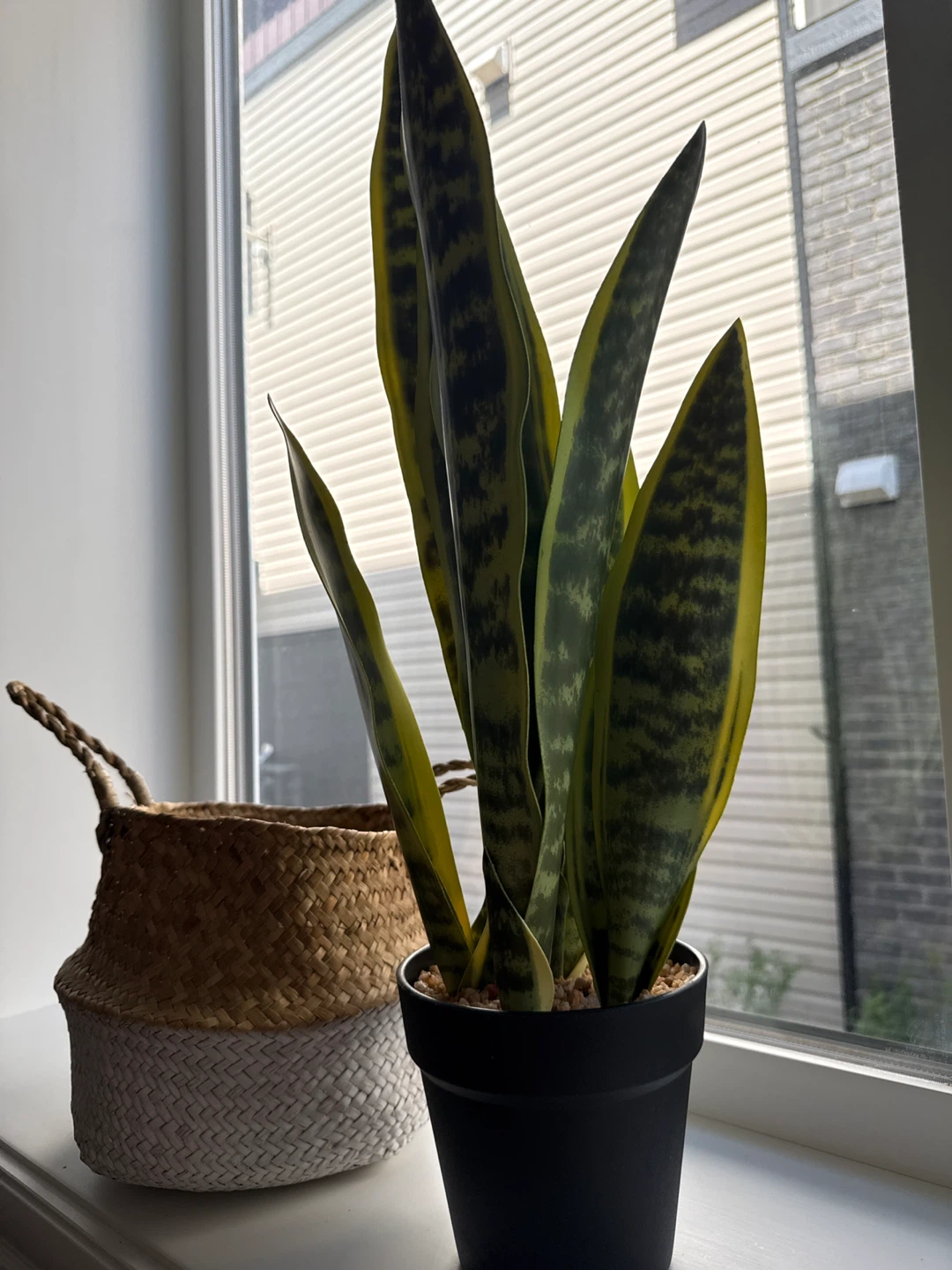 Snake Plant & Woven Basket - photo 3