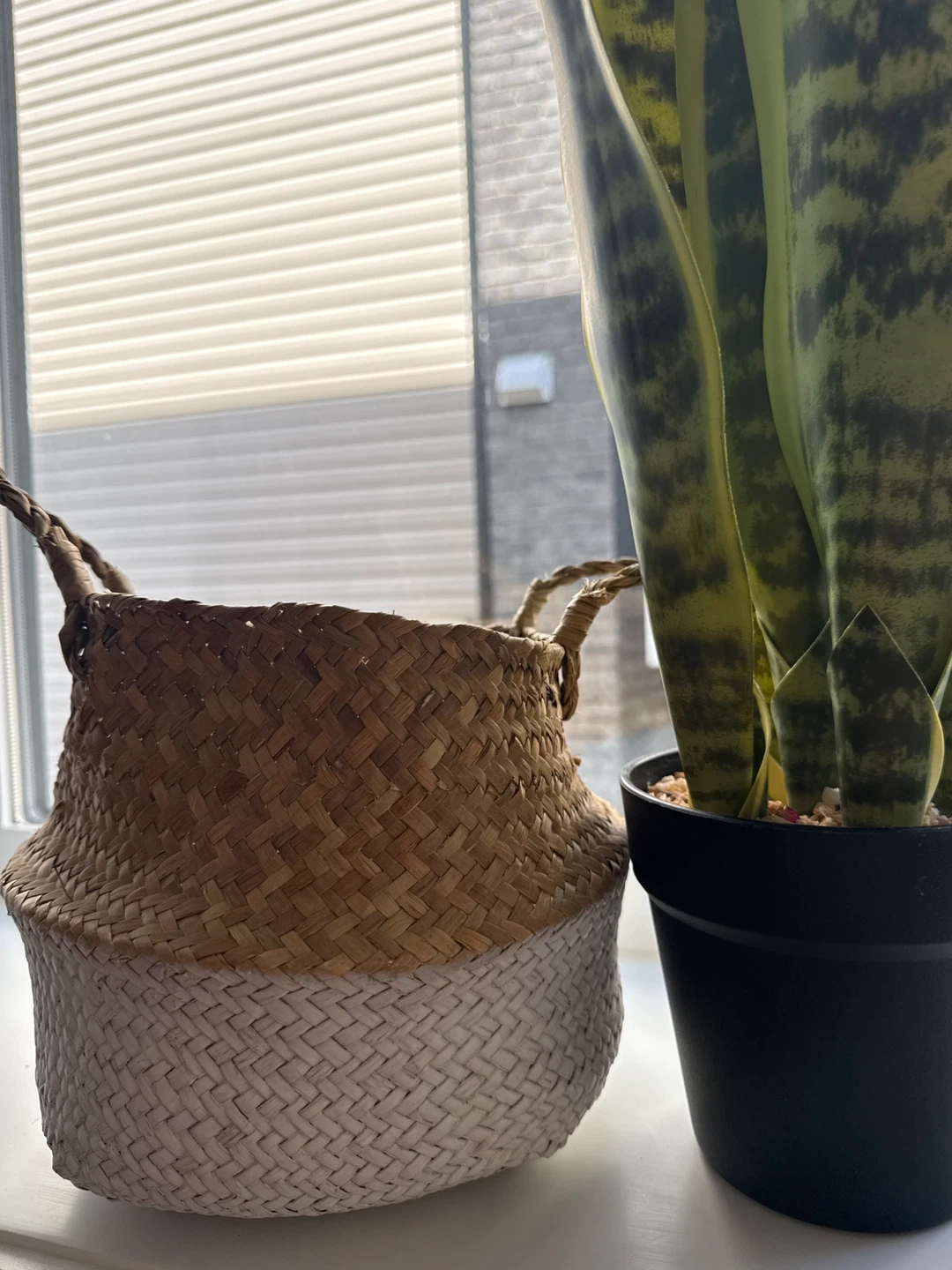 Snake Plant & Woven Basket - photo 2