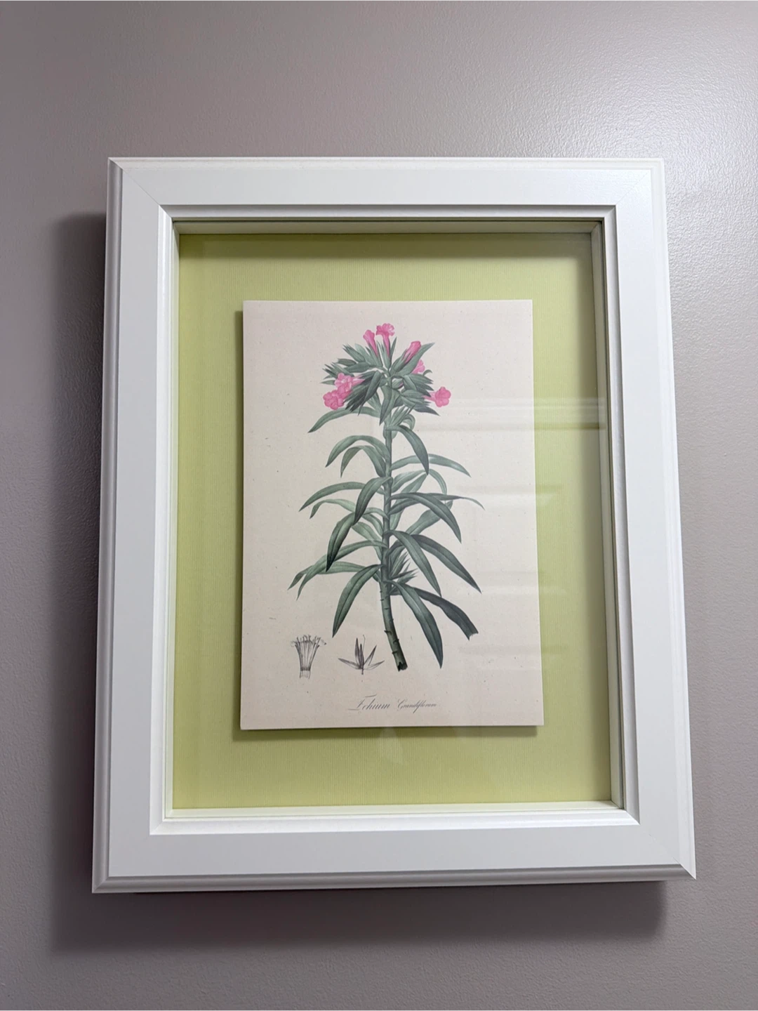 Framed Botanical Print