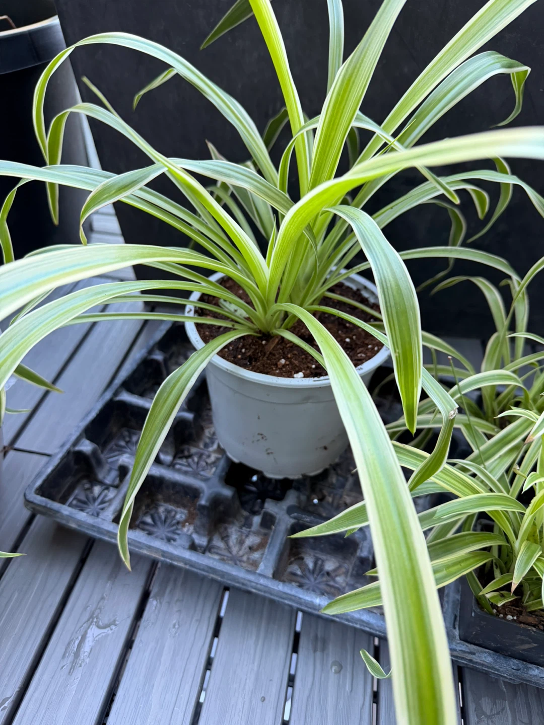 Spider Plant